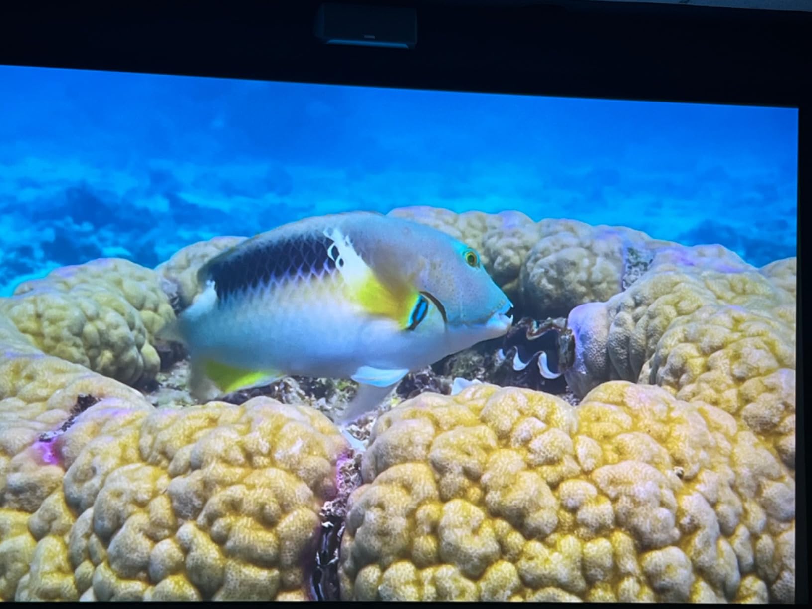 Epson Home Cinema 5050UB 4K PRO-UHD 3-Chip 3LCD Projector with HDR customer photo 1