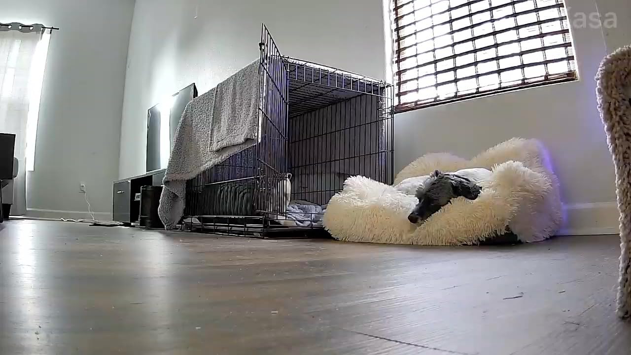 Kasa 1080p Indoor Pan/Tilt Wired Security Camera, Baby & Pet Monitor, EC70 customer photo 1