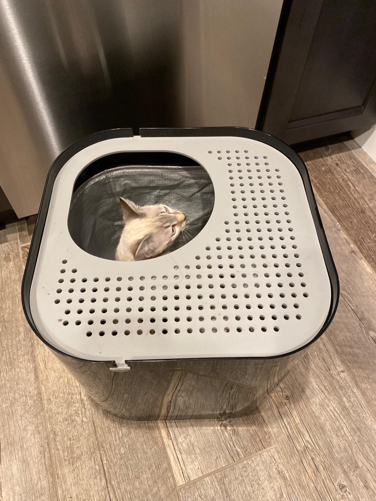 Modkat Top-Entry Cat Litter Box, Leak-Proof, Liner & Scoop, White customer photo 1