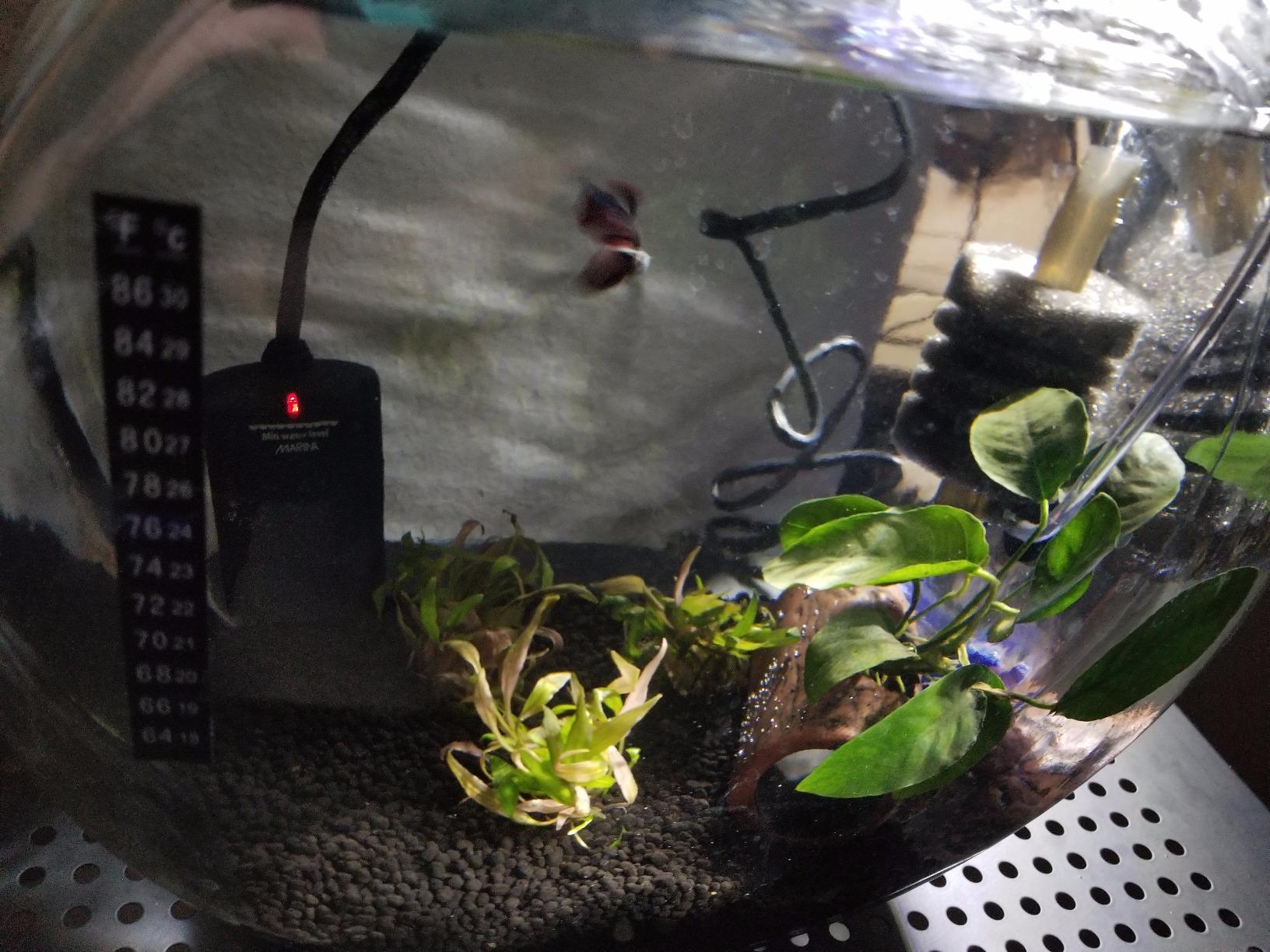 Marina Betta Fish 8W Submersible Heater customer photo 1