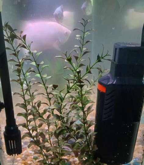 Marineland Magnum 290 GPH Polishing Canister Aquarium Filter customer photo 1