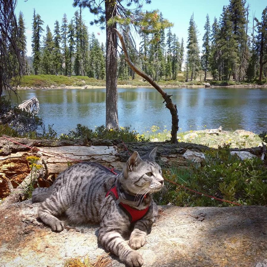 Marco Polo Advanced Pet Tracker for Cats & Dogs - GPS Alternative, No Monthly Fee or Subscription, Waterproof Long Range RF Finder, Anti-Lost Safety Collar Tag (1-Pet System) customer photo 2