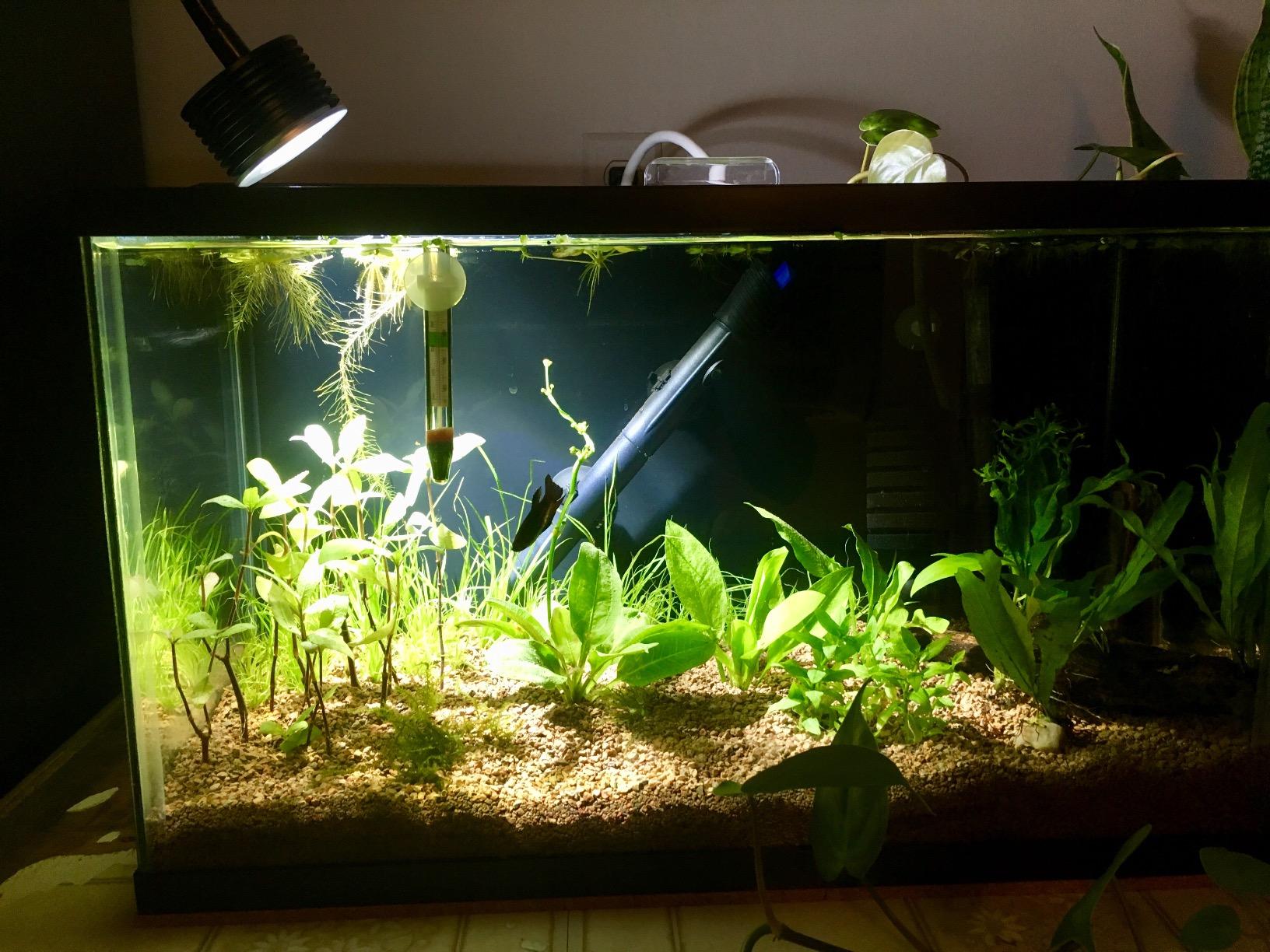 Lominie LED Aquarium Light, Planted Tank Light 4 Channels Remote Control 6500K Aquarium LED Lamp for Freshwater Fish Tank Refugium with Gooseneck (A20 Freshwater) customer photo 2