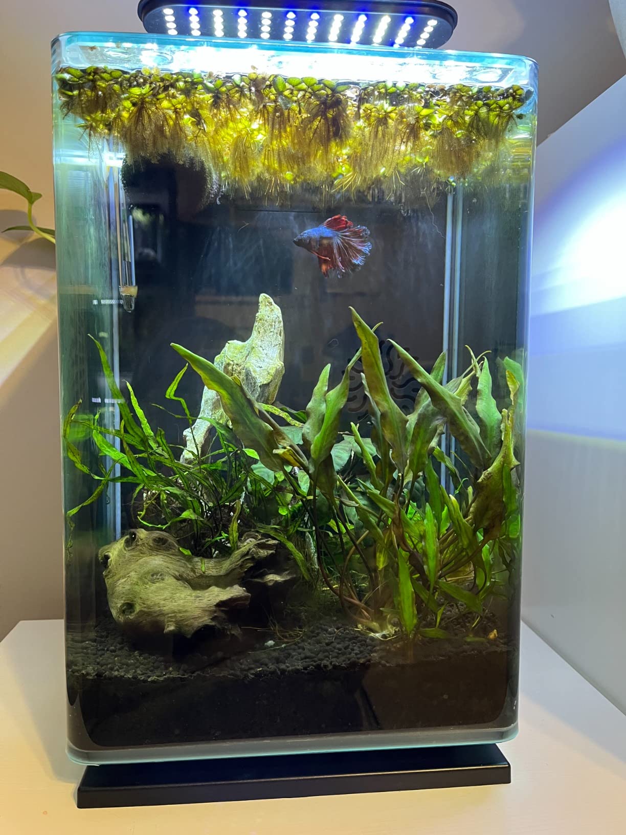 Aqueon Clip-On LED Fish Tank Light for Planted Aquariums, Up to 20 Gal customer photo 2