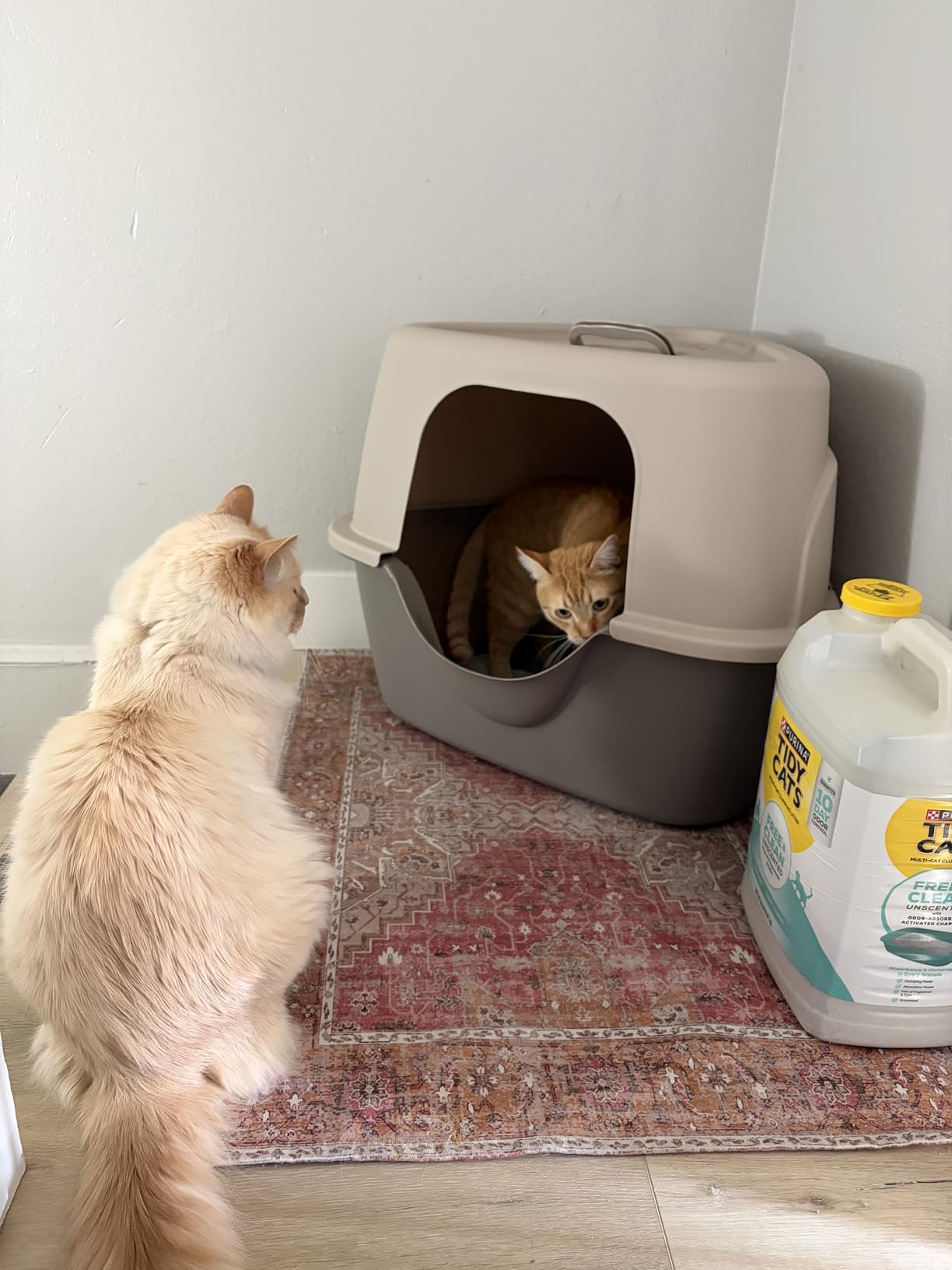 Amazon Basics Cat Litter Box with Lid, No-Mess, Spacious Enclosed Design with Odor Control, Easy Access, Stain Resistant, 26