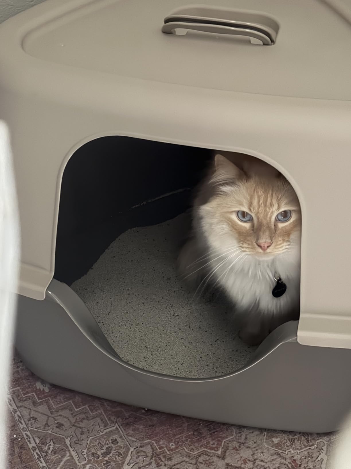 Amazon Basics Cat Litter Box with Lid, No-Mess, Spacious Enclosed Design with Odor Control, Easy Access, Stain Resistant, 26