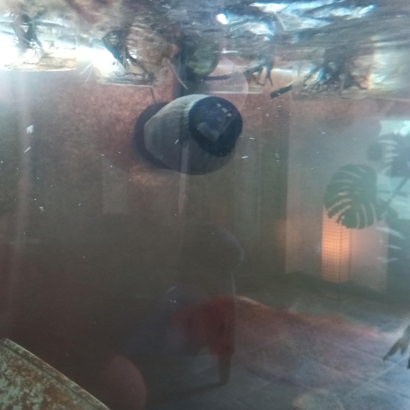 Jebao SOW-8 Wave Maker Flow Pump with Controller for Marine Reef Aquarium customer photo 1