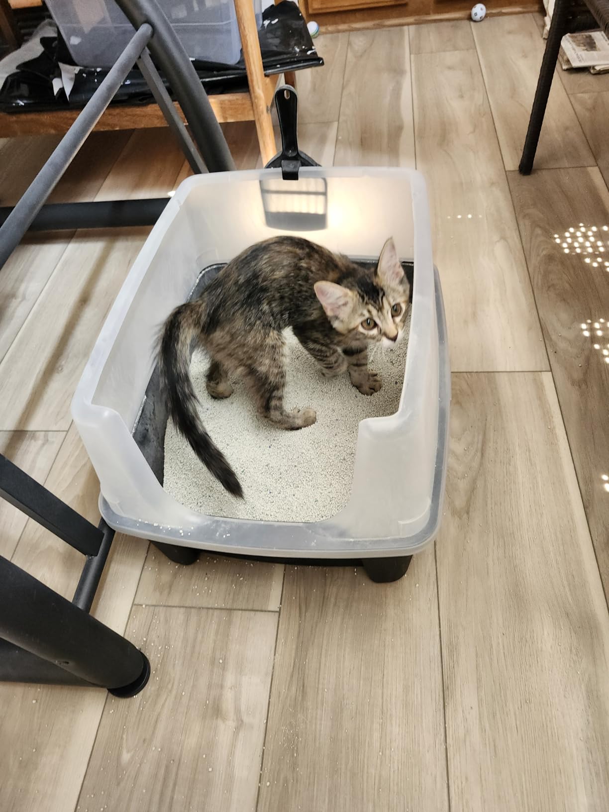 IRIS USA High Sided Cat Litter Box, Large, Scatter Shield, Black customer photo 2