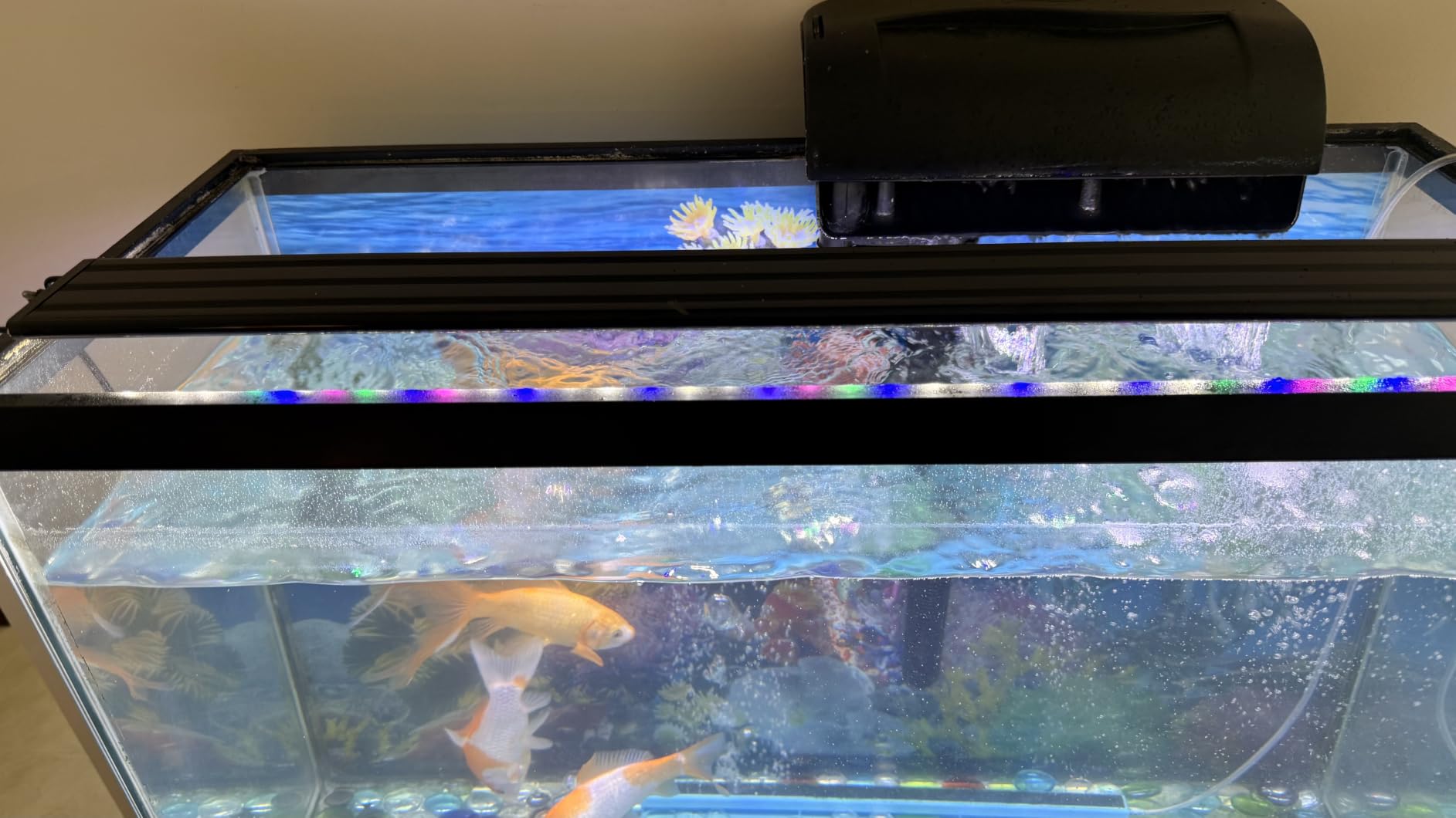 AQUANEAT LED Aquarium Light Full Spectrum for 18 Inch to 24 Inch Fish Tank Light Fresh Water customer photo 2