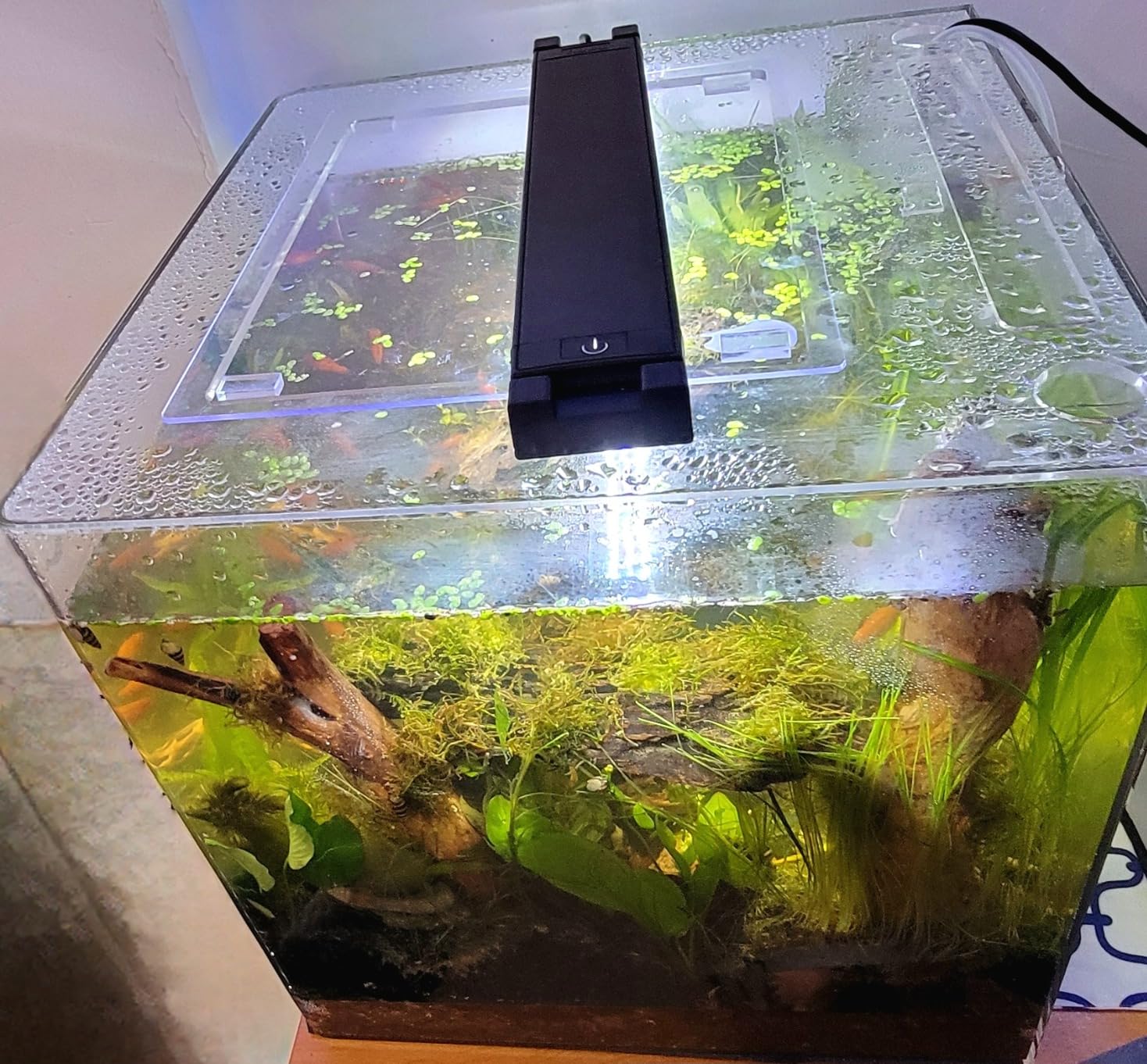 Fluval Plant 3.0 LED Planted Aquarium Lighting, 22 Watts, 15-24 Inches customer photo 1