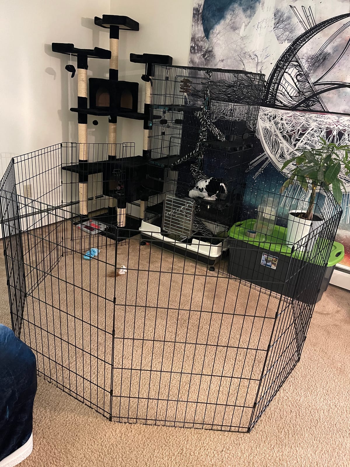 PawHut 59.5