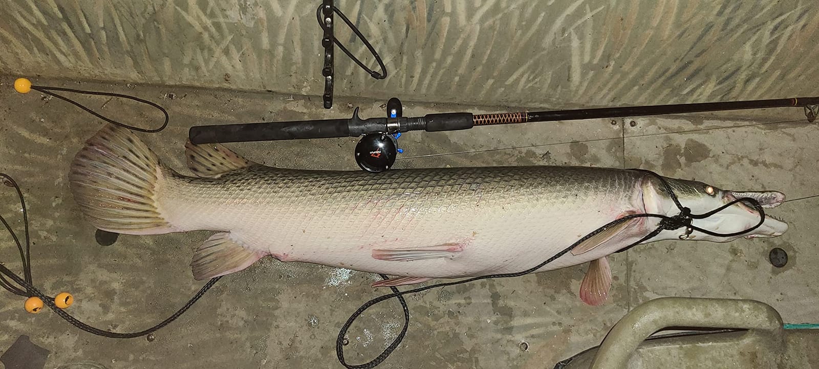 Piscifun Chaos XS Round Baitcasting Reel, Saltwater Conventional Reel customer photo 2