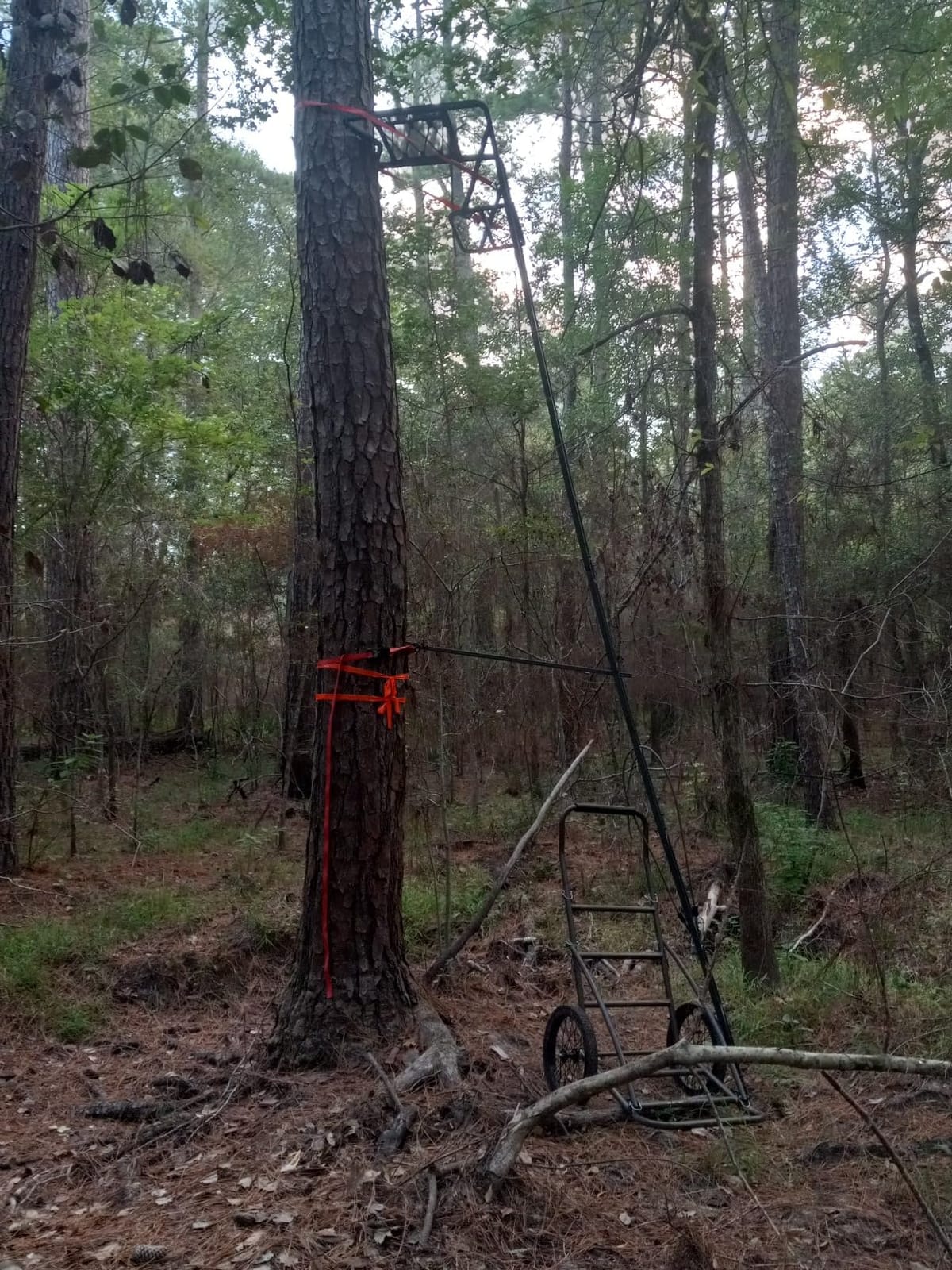 Guide Gear Climbing Ladder Tree Stand with Mesh Seat, Climbing Equipment for Deer Hunting, 15’ customer photo 1