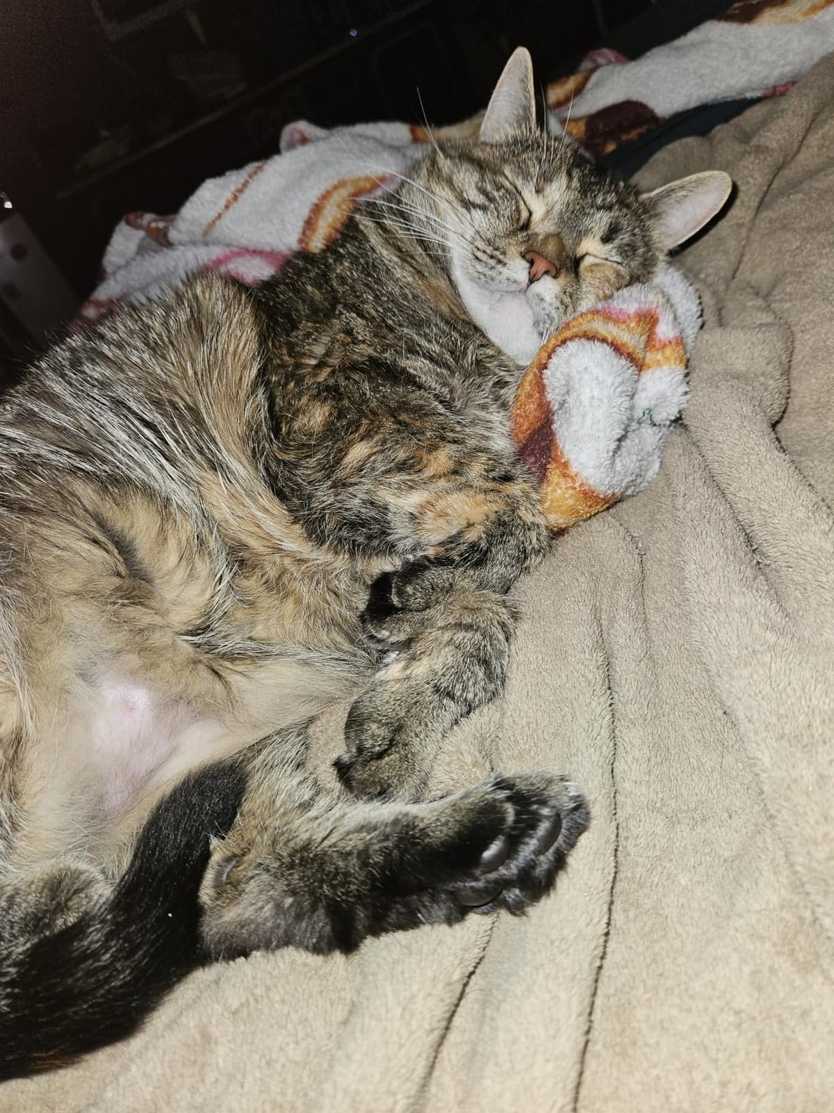 Cat Brush for Shedding, Self Cleaning Brush for Long & Short Hair Cats customer photo 2