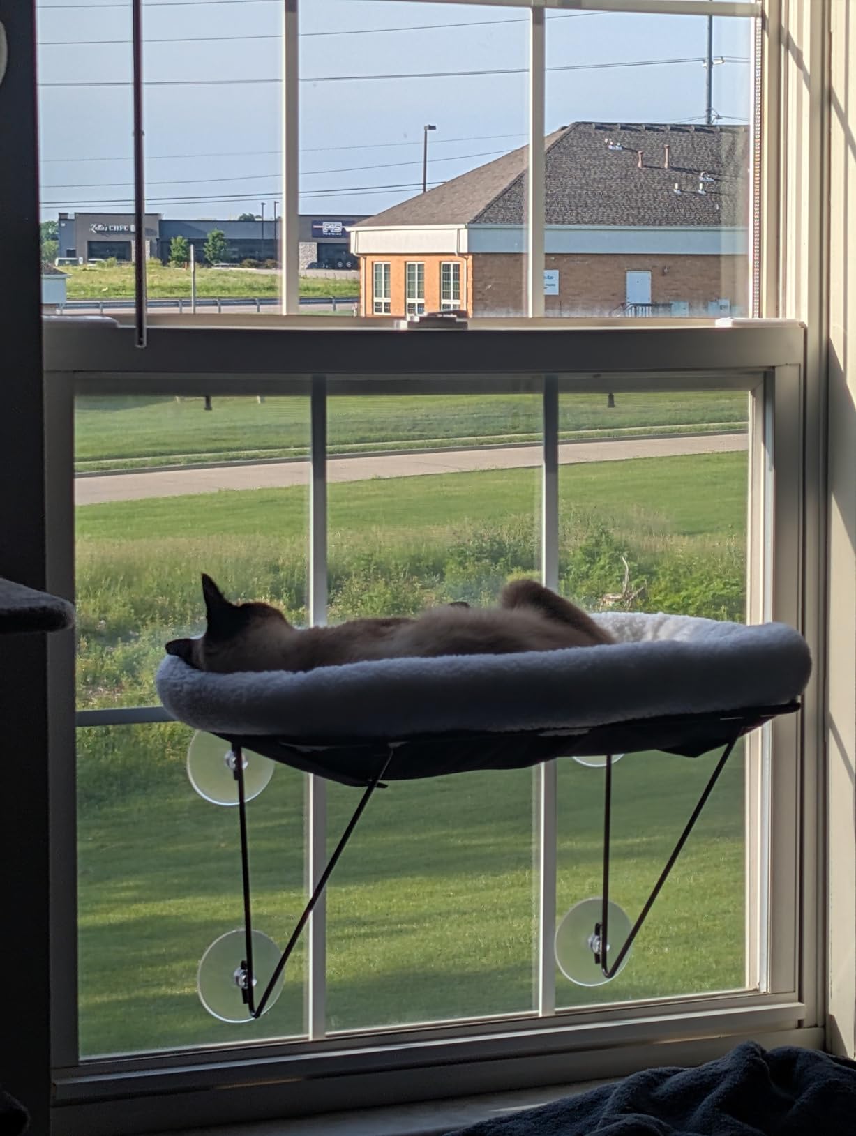 Zakkart Cat Window Perch, 100% Metal Supported from Below (White) customer photo 2