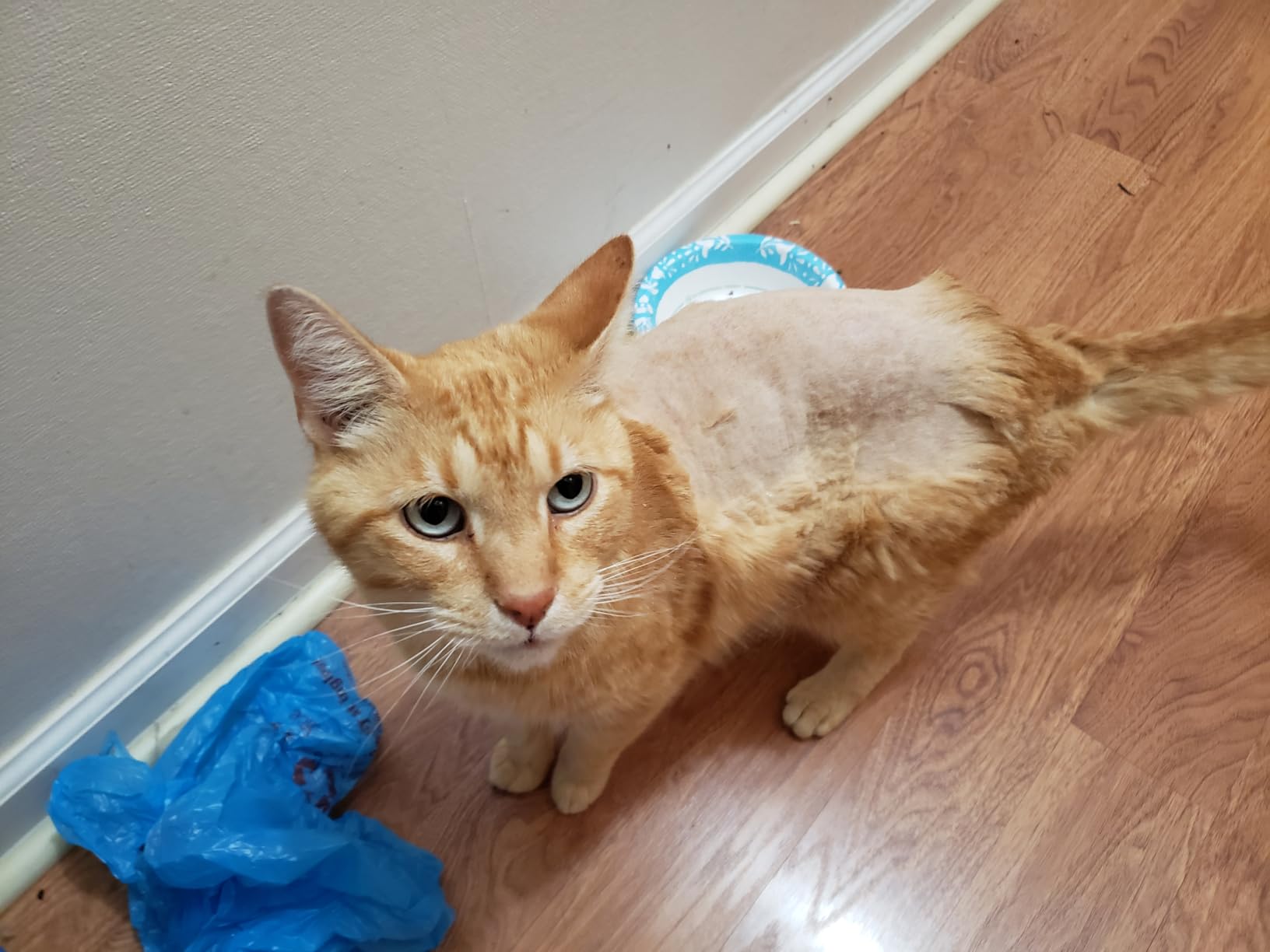 oneisall Quiet Cat Clippers for Matted Hair & Long Hair, Cat Shaver customer photo 2