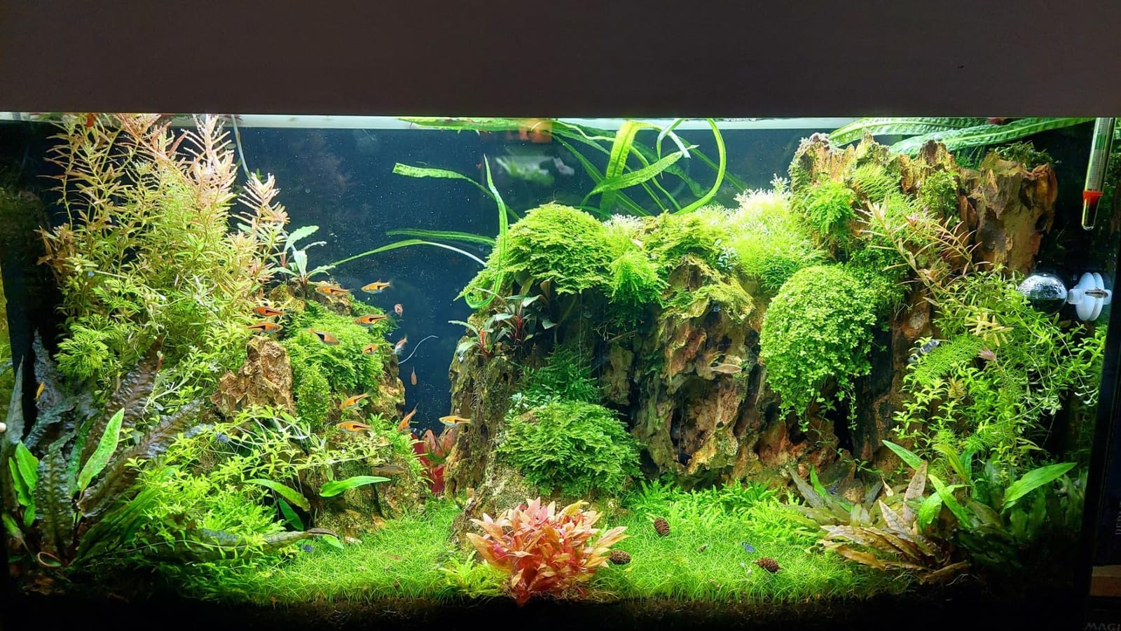 Freesea Automatic Fish Feeder for Aquarium: One-Touch Easy Setup & 3 Timers customer photo 1