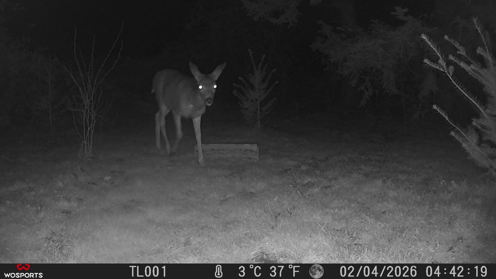 WOSPORTS Trail Camera(Non-Cellular Non-WiFi) 64MP 4K 0.2S Trigger Motion Activated,Game Camera with No-Glow Night Vision 2.0''LCD 120°Wide for Outdoor Scouting Wildlife Monitoring Home Security customer photo 1
