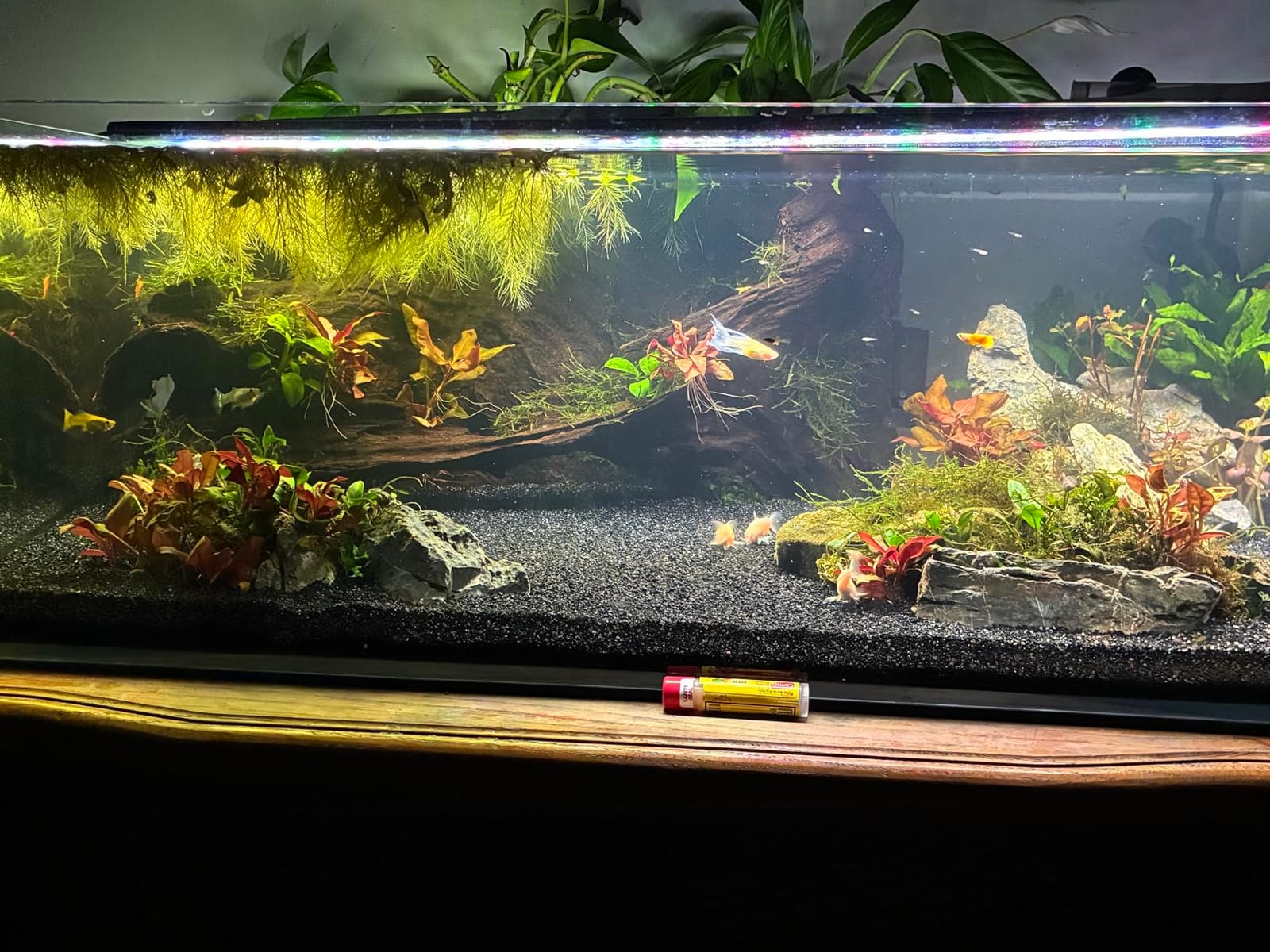 LANDEN Aquarium Cube 2 Gallon Ultra Clear Glass Rimless Fish Tank 20C customer photo 1