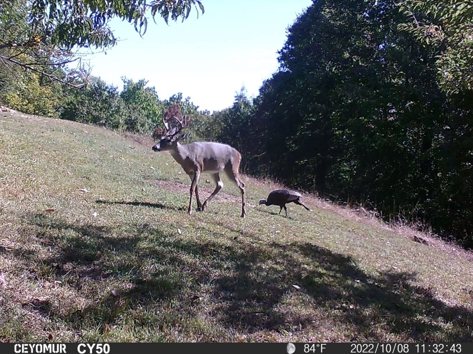 CEYOMUR Trail Camera, 36MP HD Trail Cam with Night Vision Motion Activated customer photo 1
