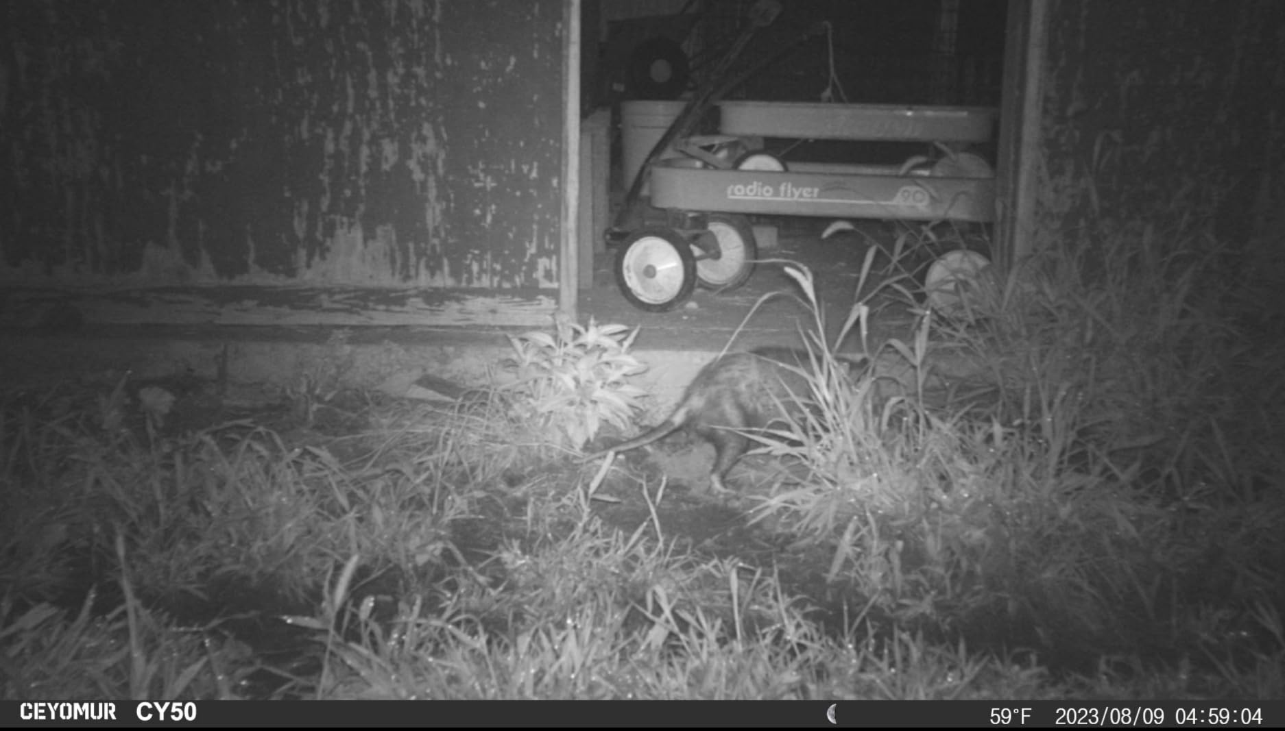 CEYOMUR Trail Camera, 36MP HD Trail Cam with Night Vision Motion Activated customer photo 2