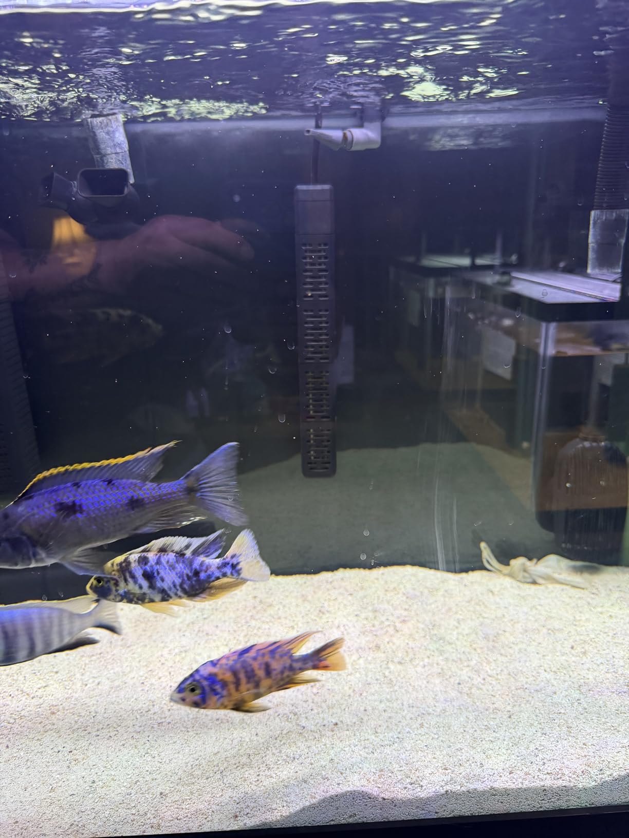 HiTauing Aquarium Heater, 50W/100W/200W/300W/500W Submersible Fish Tank Heater with Over-Temperature Protection and Automatic Power-Off When Leaving Water for Saltwater and Freshwater customer photo 2