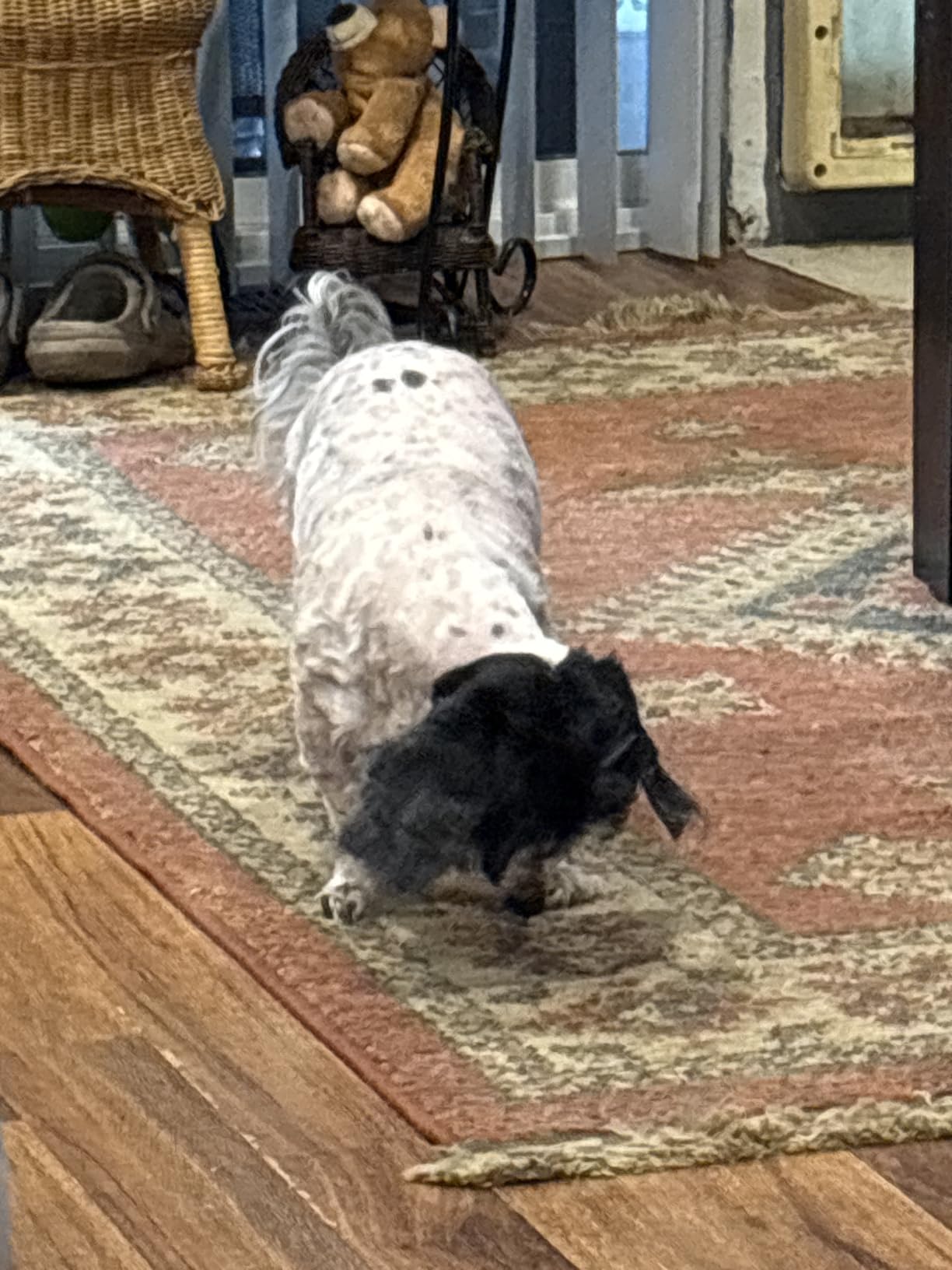 oneisall Dog Clippers for Grooming Thick Heavy Coats customer photo 1