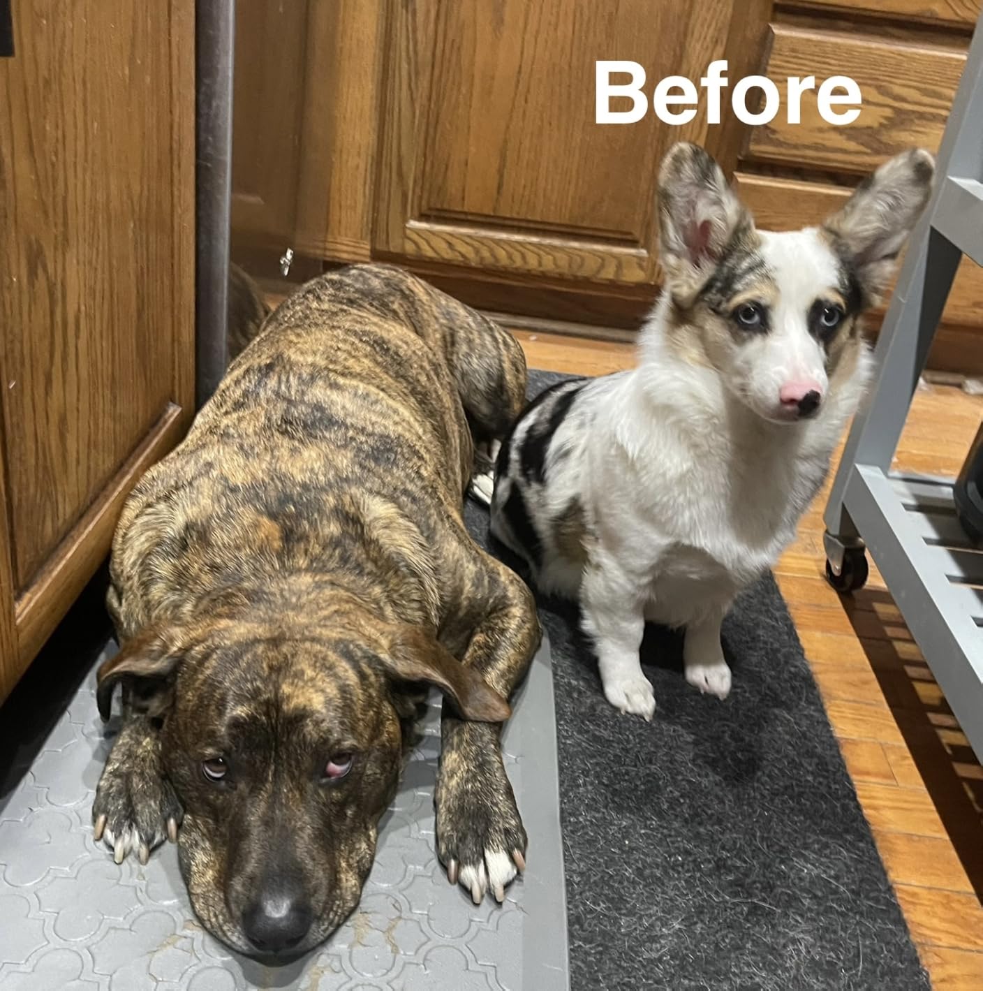 oneisall Dog Clippers for Grooming Thick Heavy Coats customer photo 2