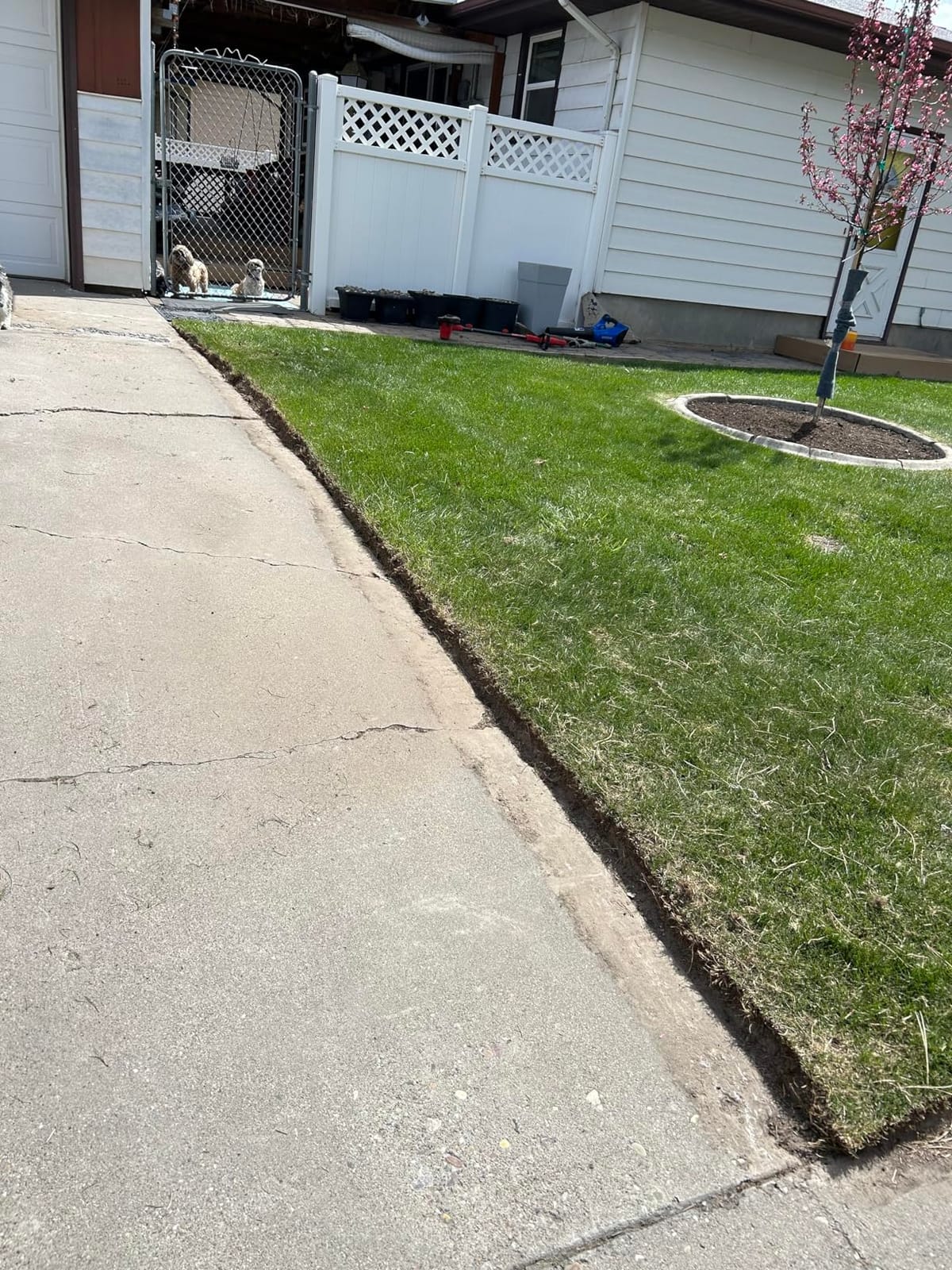 CRAFTSMAN Cordless Edger Lawn Tool, 20V MAX Battery, Charger and Blade Included, Lightweight Lawn Edger, 7.5 in Cutting Width, 1000 Ft of Edging per Charge (CMCED400D1) customer photo 2
