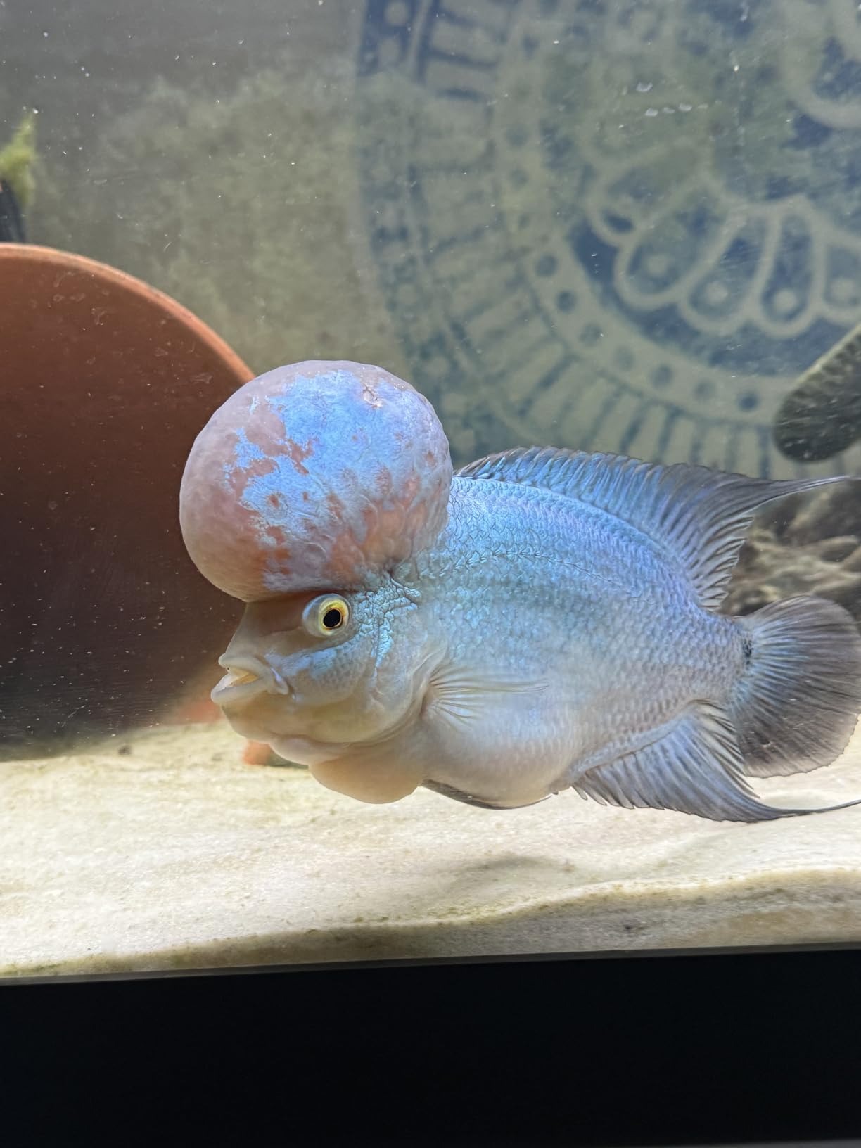 SEAOURA Led Aquarium Light for Plants-Full Spectrum Fish Tank Light 18-24'' customer photo 1