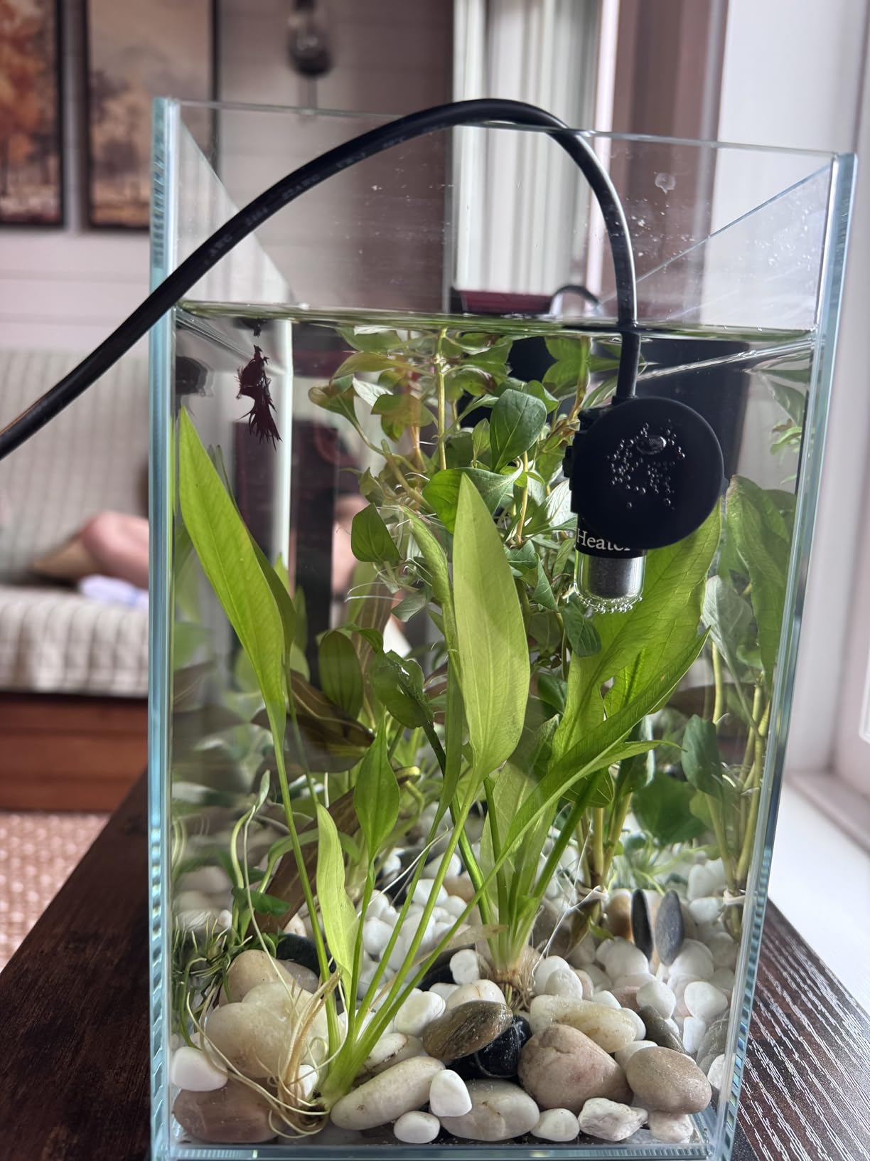 AquaMiracle 5V/2A USB 10W Super Mini Aquarium Betta Heater for Tanks up to 1 Gal customer photo 2