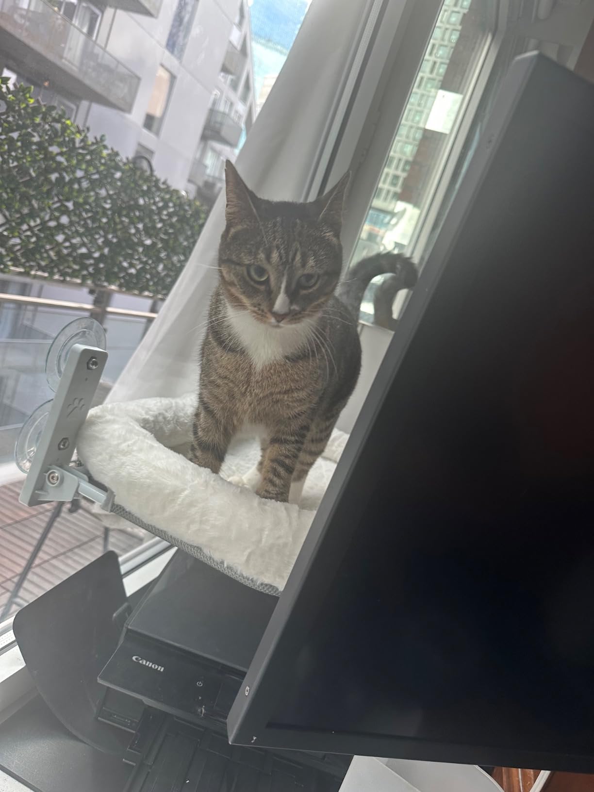 AMOSIJOY Cordless Cat Window Perch with Cushion Bed Metal Frame, L White customer photo 1