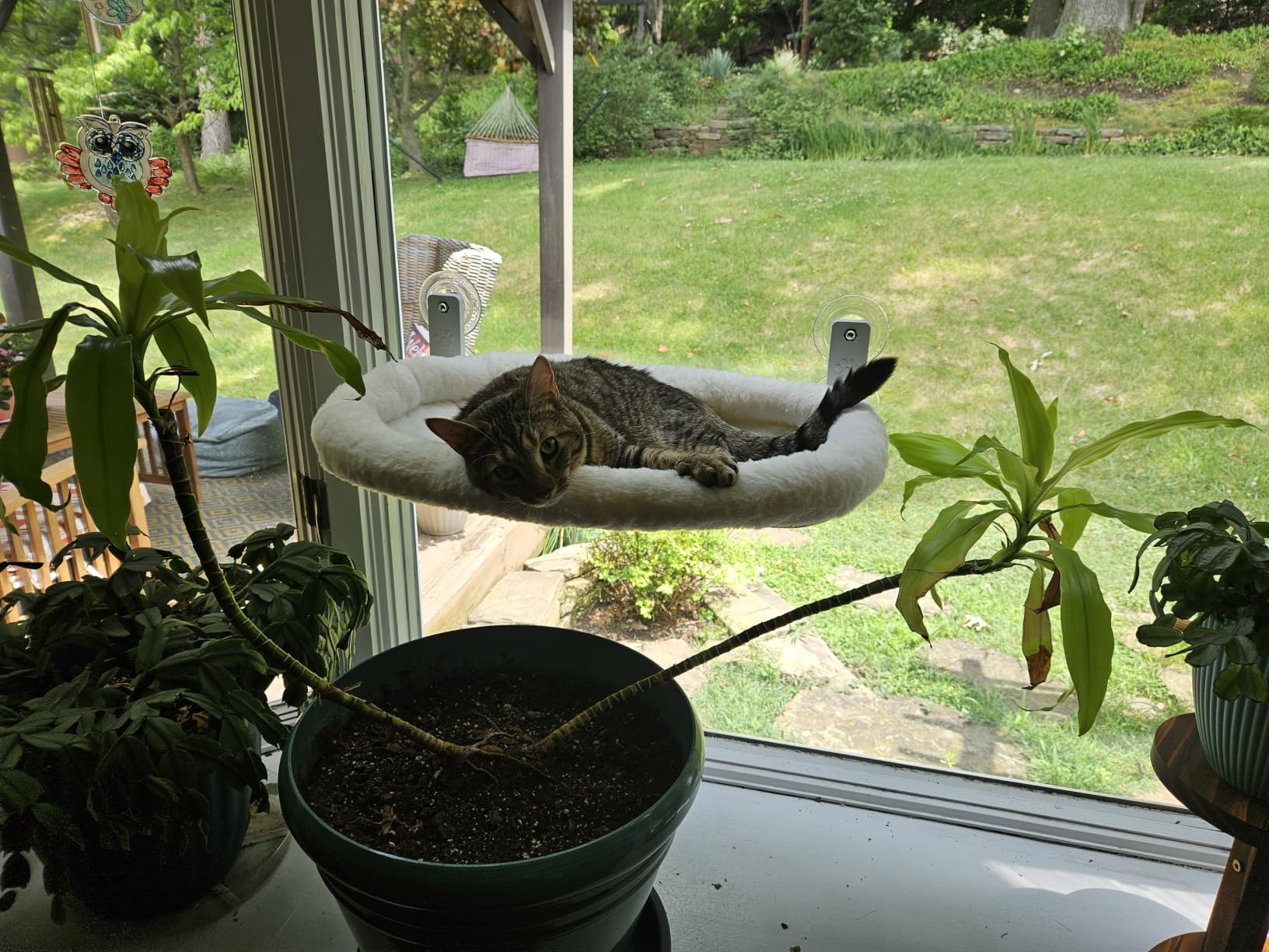 AMOSIJOY Cordless Cat Window Perch with Cushion Bed Metal Frame, L White customer photo 2