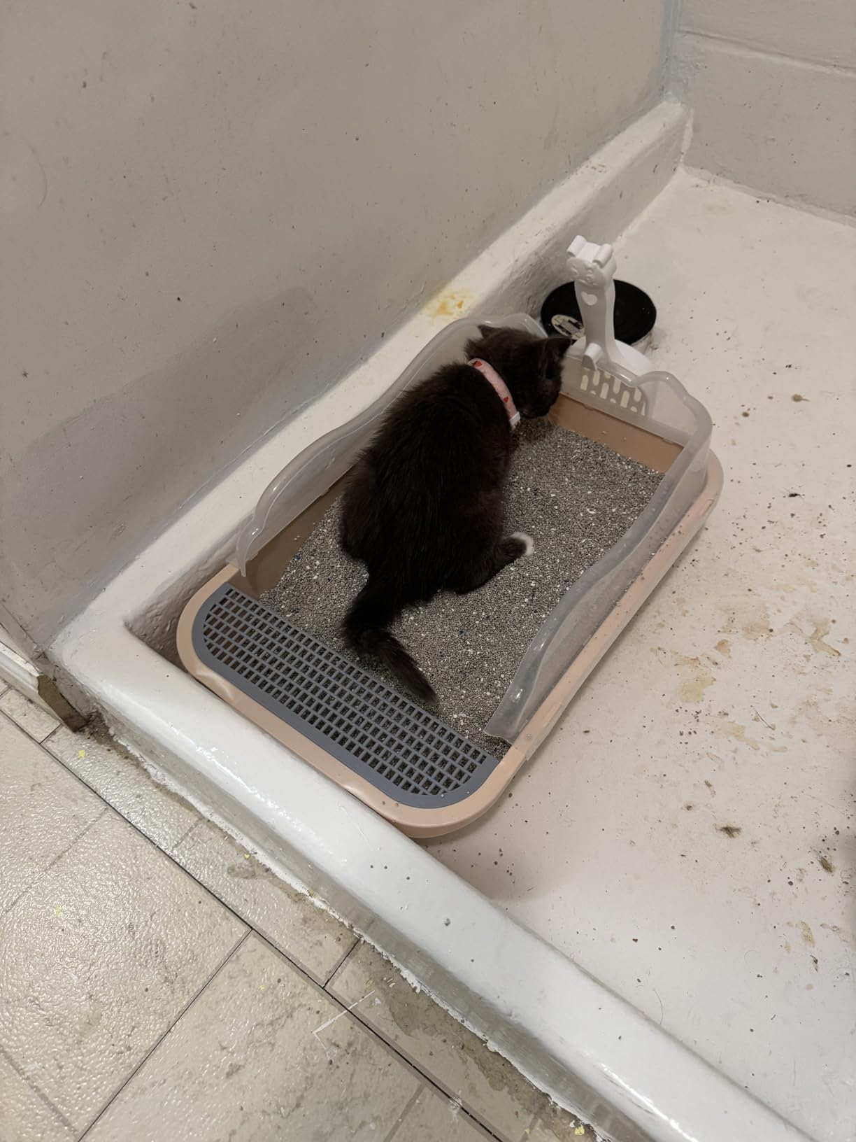 kathson Open Cat Litter Box with High Side,Anti-Splashing Cats Litter Pan,Kitten Toilet with Litter Sifting Scoop,Semi-Enclosed Removable Kittens Litter for Boxes Easy to Clean No Odor 11×17×7 inches customer photo 1