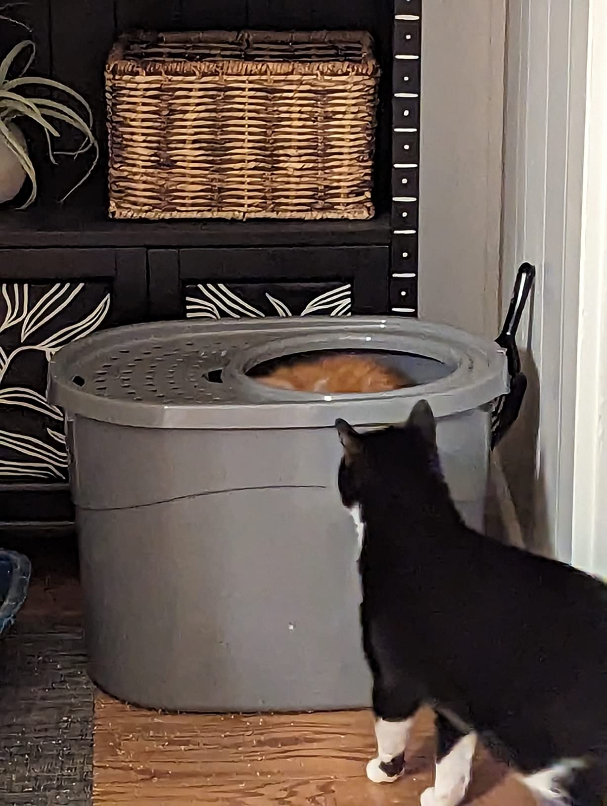 Amazon Basics Large Cat Litter Box with High Sides, Top Entry, Odor Control, Includes Scoop, 20.5 x 14.75 x 14.38 inches, Grey customer photo 1