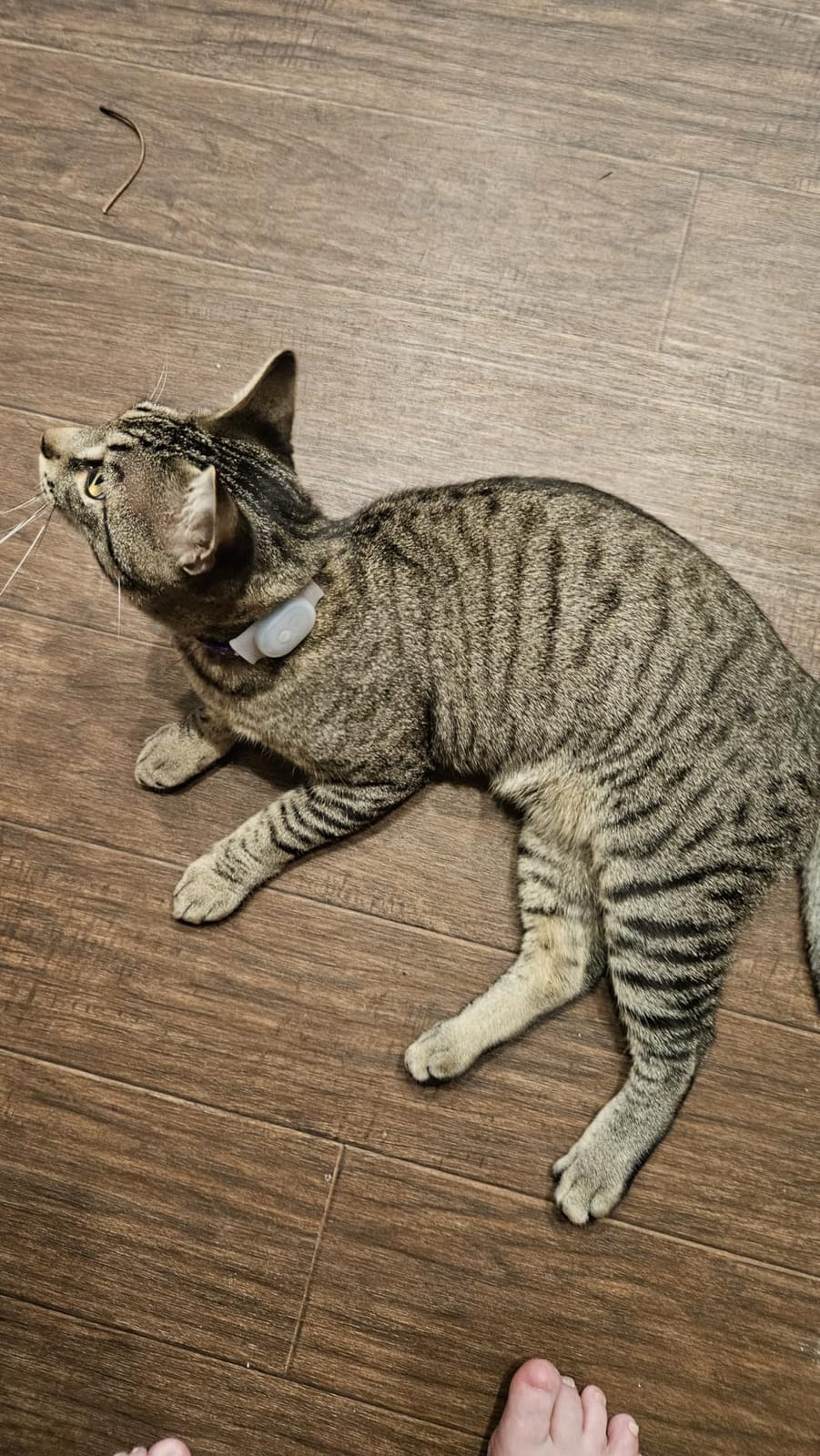 Tabcat V2 Cat & Kitten Tracker - More Accurate Than GPS - No Monthly Fee or Subscription - Includes 2 Homing Tags - Up to 150m Range - Small & Lightweight Tags Perfect to Find Indoor & Outdoor Cats customer photo 2