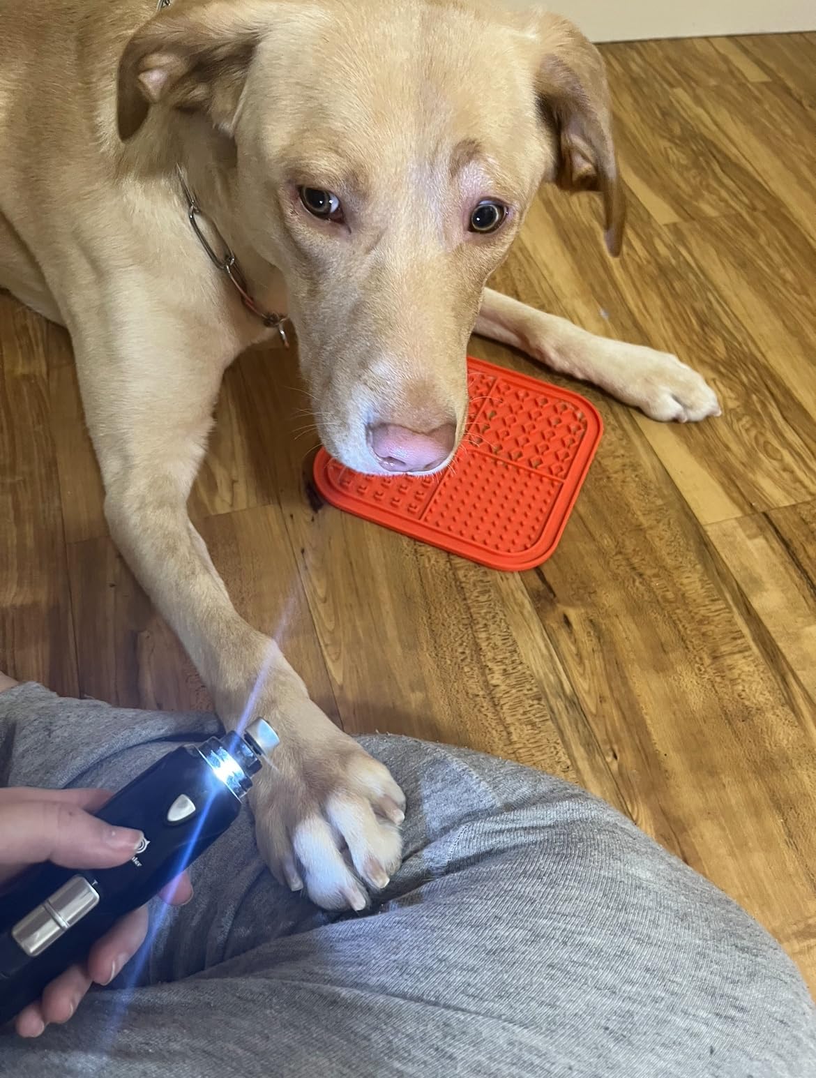 Petsaunter Dog Nail Grinder, 2-Speed and LED Light, Touch-Switch, TypeC, Quiet and Low-Vibration Dog Nail Trimmers, and 3 Ports for Large Dogs, Medium, Small Dogs Cats Pets with Hard or Thick Nail customer photo 2