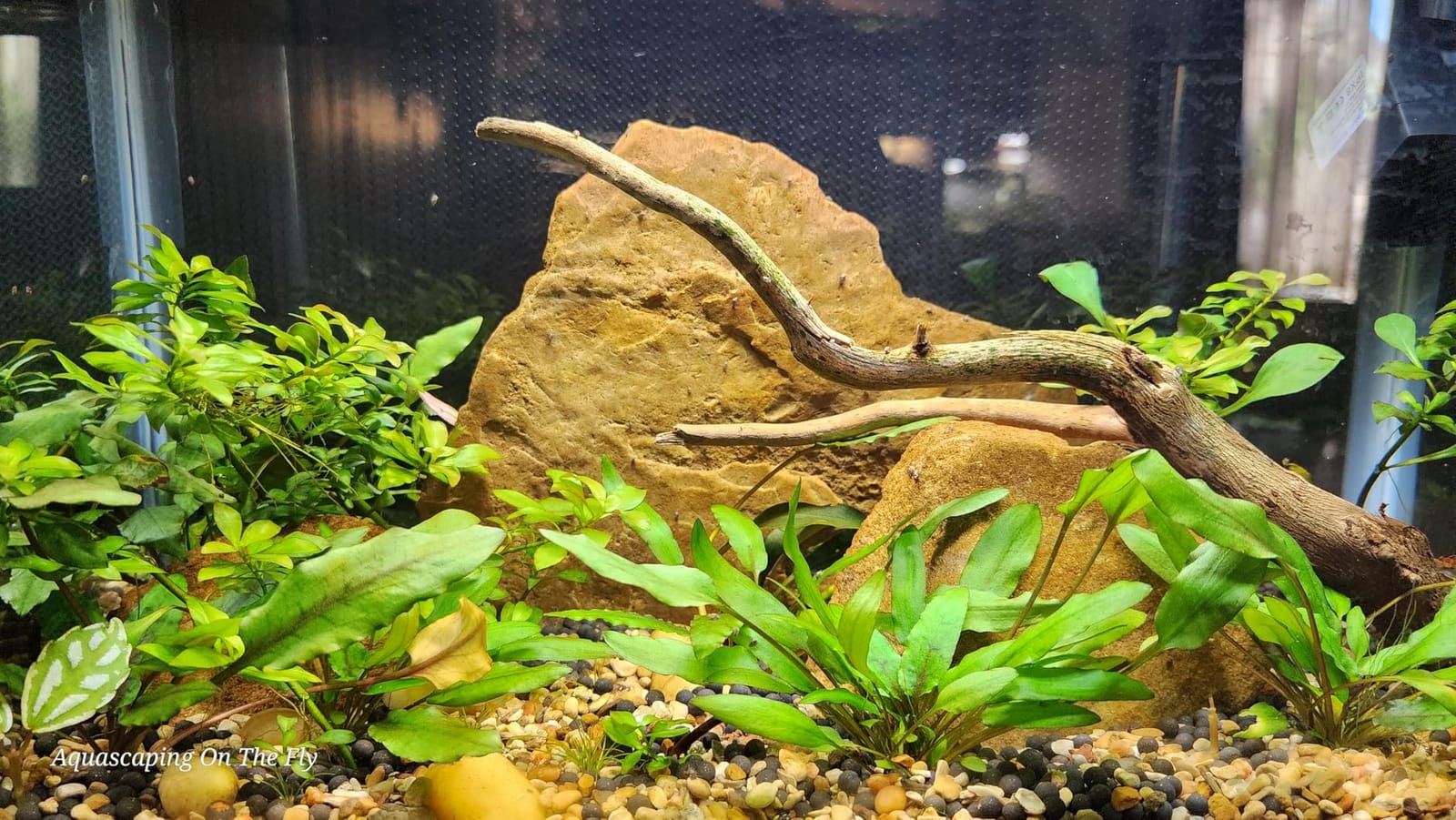 NICREW C10 Plant Aquarium Light, 30-36 in, 20W, Full Spectrum with Timer customer photo 2