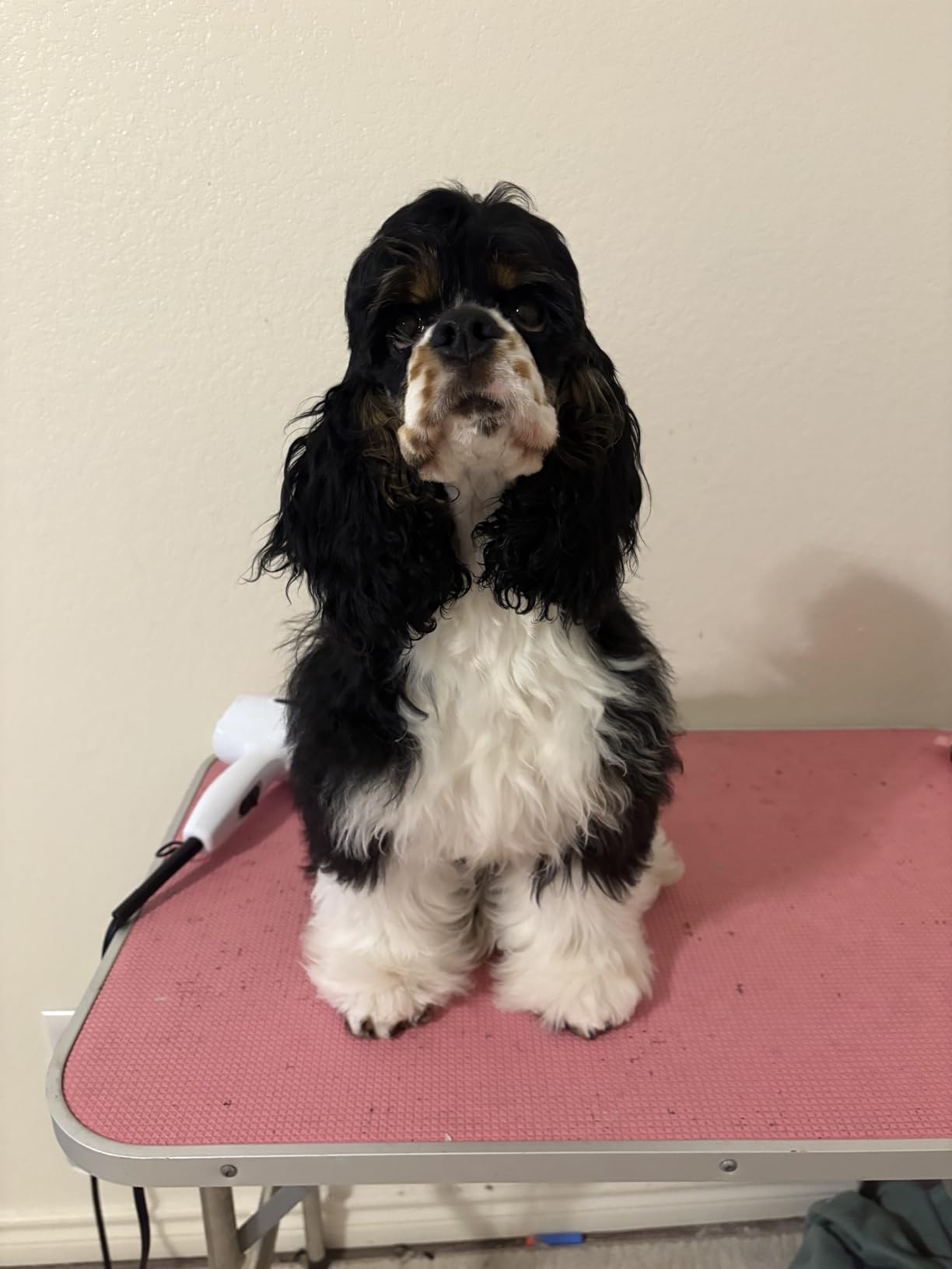 Dog Clippers Grooming Kit and Paw Trimmer for Heavy Thick Hair&Coats customer photo 2