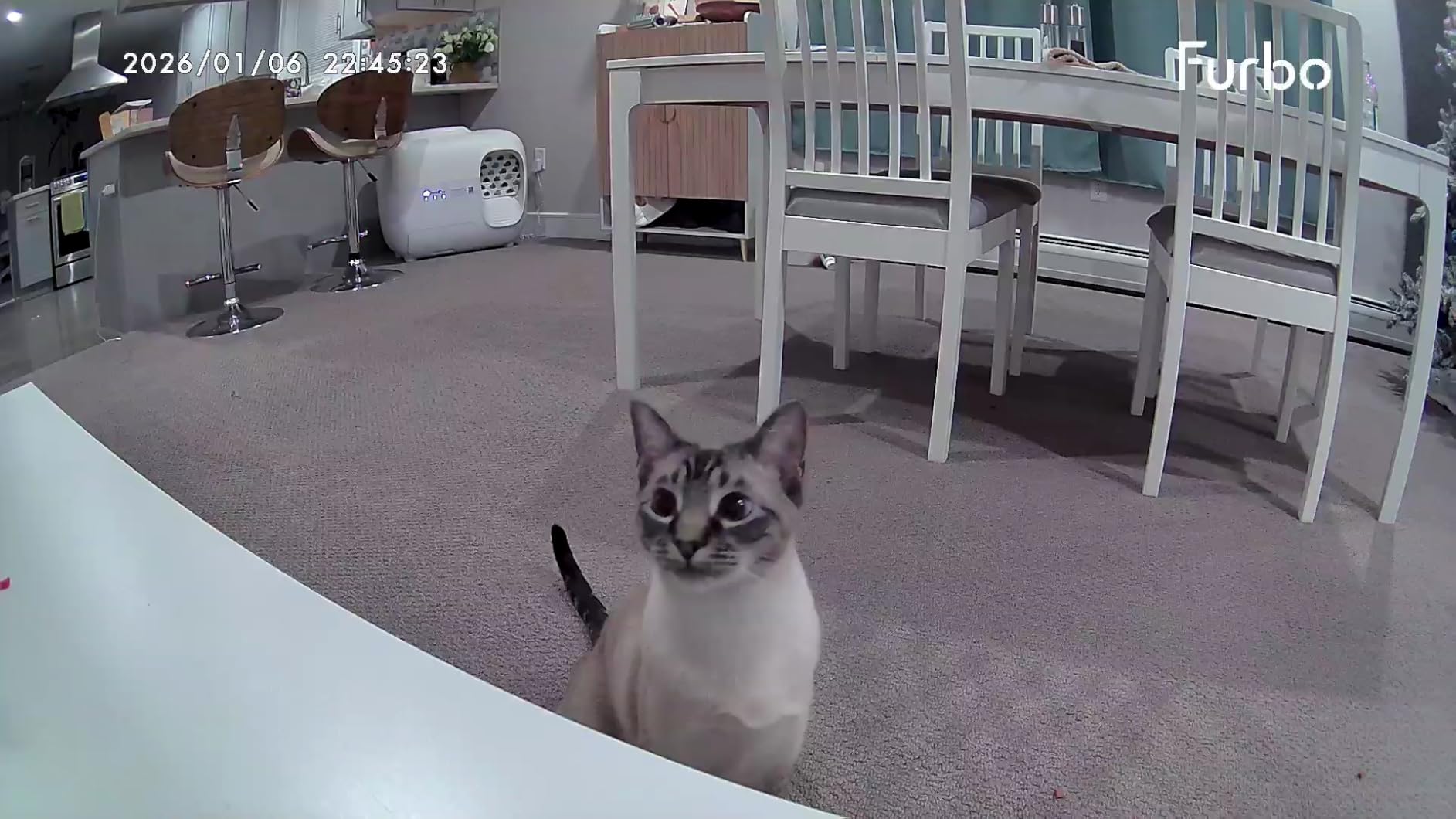 Furbo 360° Cat Camera [Core Features, No Ongoing Cost] customer photo 1