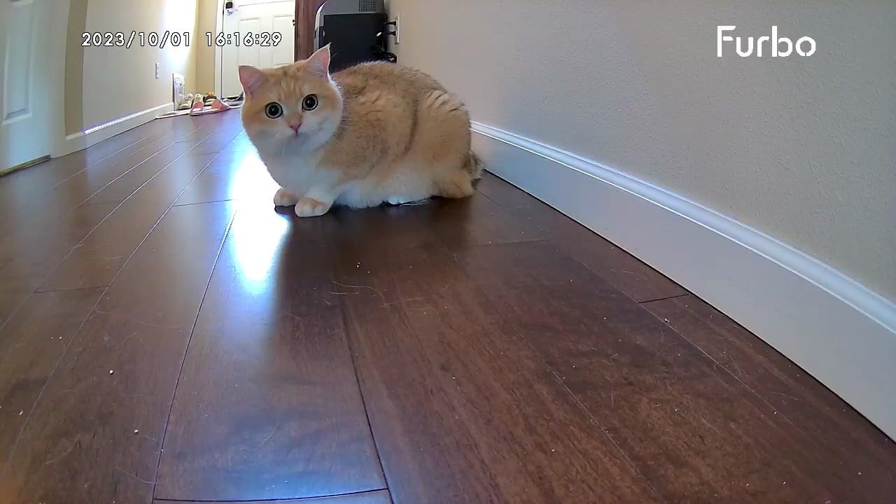 Furbo 360° Cat Camera [Core Features, No Ongoing Cost] customer photo 2