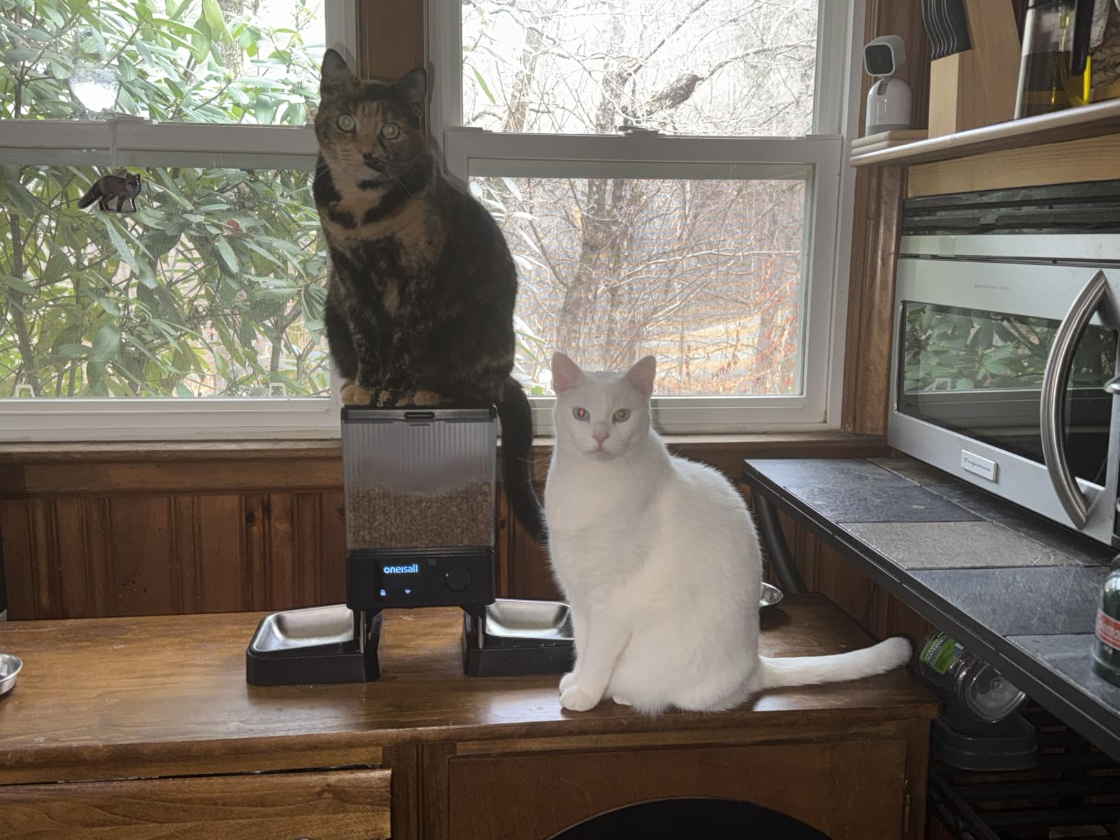 oneisall 5G WiFi Automatic Cat Feeder for 2 Cats, App Control, 20 Cups/5L customer photo 2