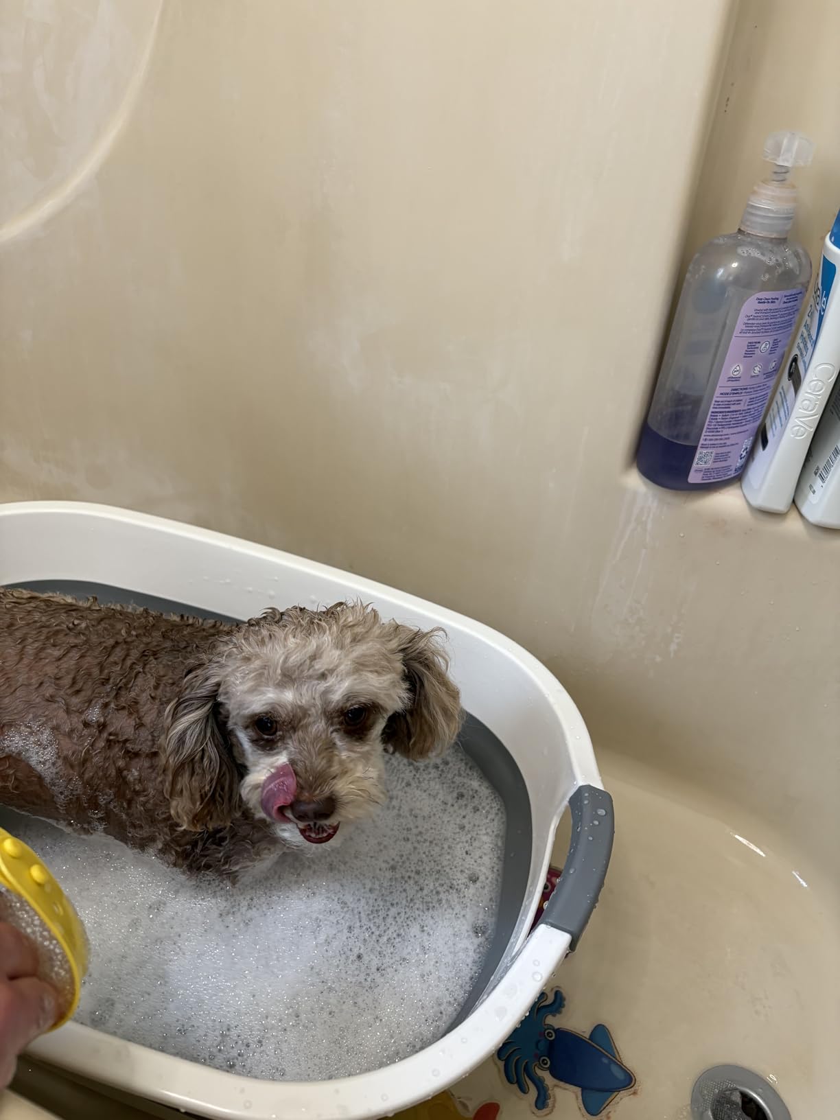 Collapsible Dog Bath Tub, Portable Puppy Bathtub with Drain Plug, Blue customer photo 1