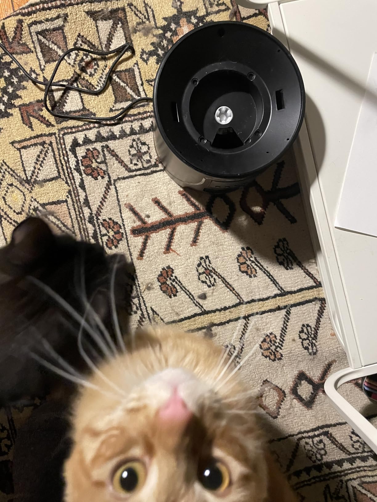 PETULTRA Automatic Cat Feeder 5Ghz WiFi APP Control Cat Food Dispenser customer photo 1