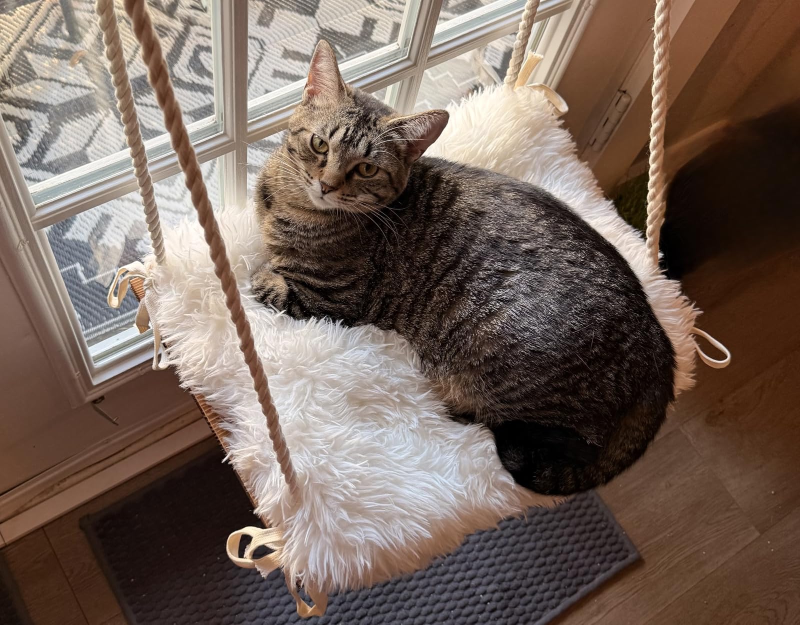Cat Window Perch with Industrial-Grade Suction Cups - Solid Pine Wood Hammock Bed, Soft Cushion - 42 lb Capacity for Cats Inside customer photo 1