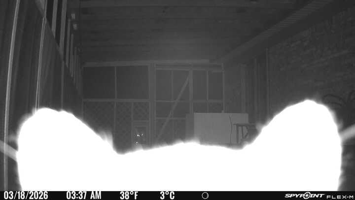 SPYPOINT Flex-M Twin, Cellular Trail Camera, Night Vision, Free Photo Plan customer photo 2