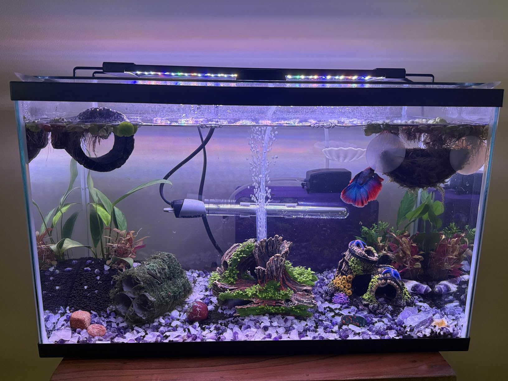 AQQA LED Aquarium Light, 24/7 & DIY Mode Full Spectrum Fish Tank Light customer photo 1