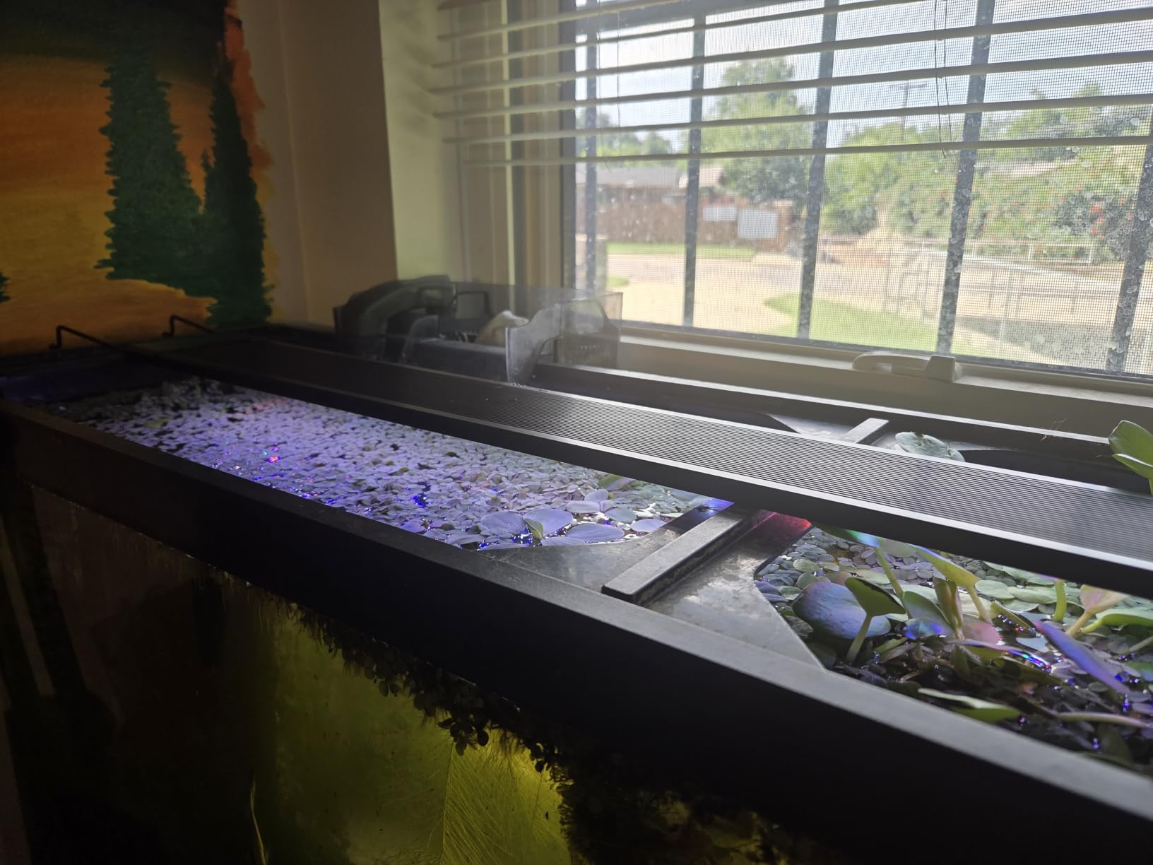 AQQA LED Aquarium Light, 24/7 & DIY Mode Full Spectrum Fish Tank Light customer photo 2