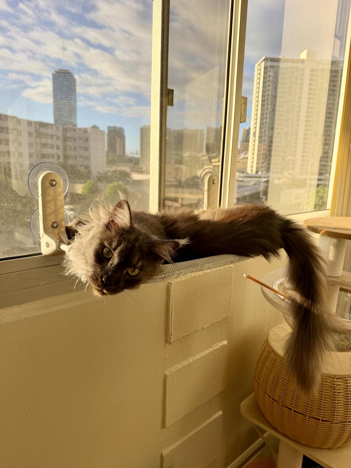 Zoratoo 2PC Cat Window Perch, Foldable & Cordless with Metal Frame, M Gray customer photo 1