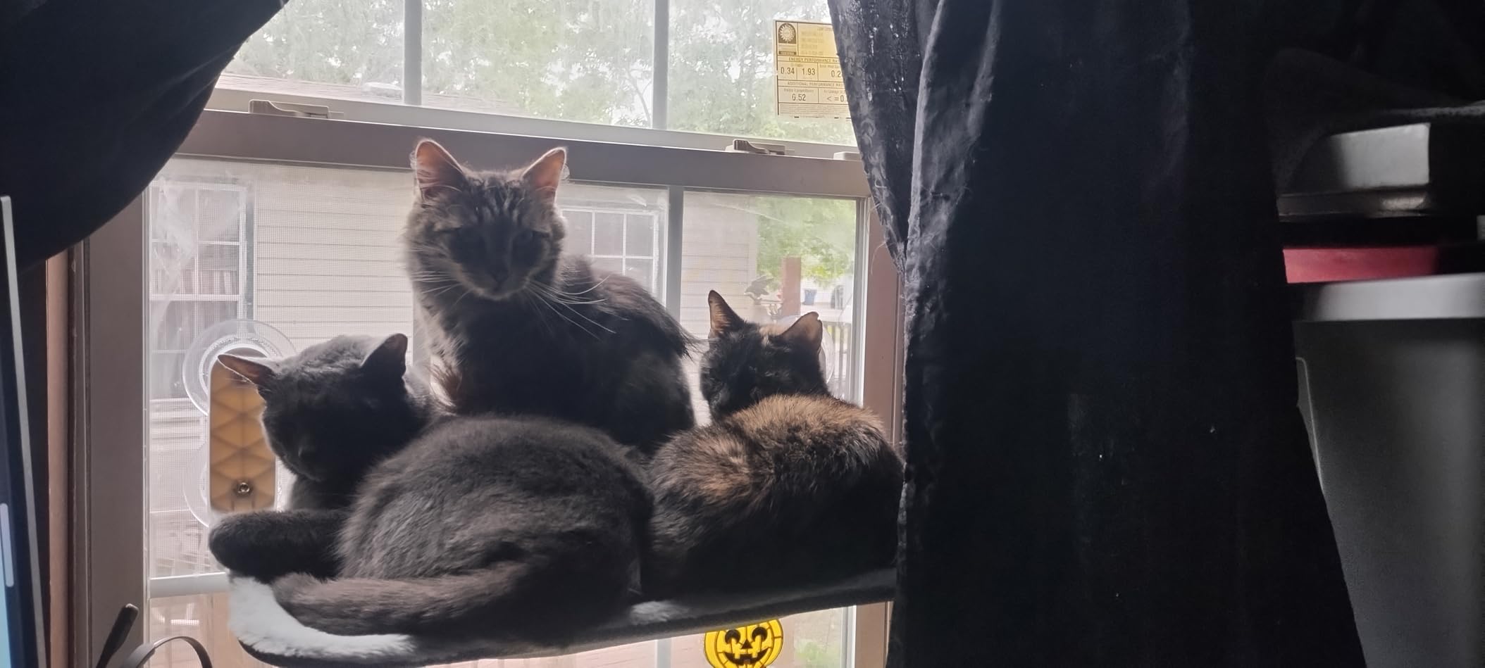 Zoratoo 2PC Cat Window Perch, Foldable & Cordless with Metal Frame, M Gray customer photo 2